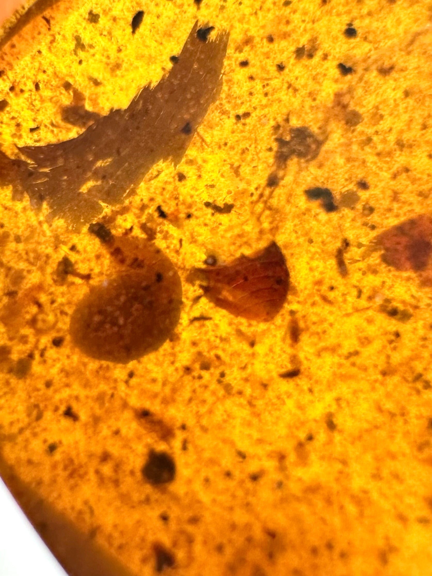 Snail in amber – Hukawng, Myanmar - IJ085