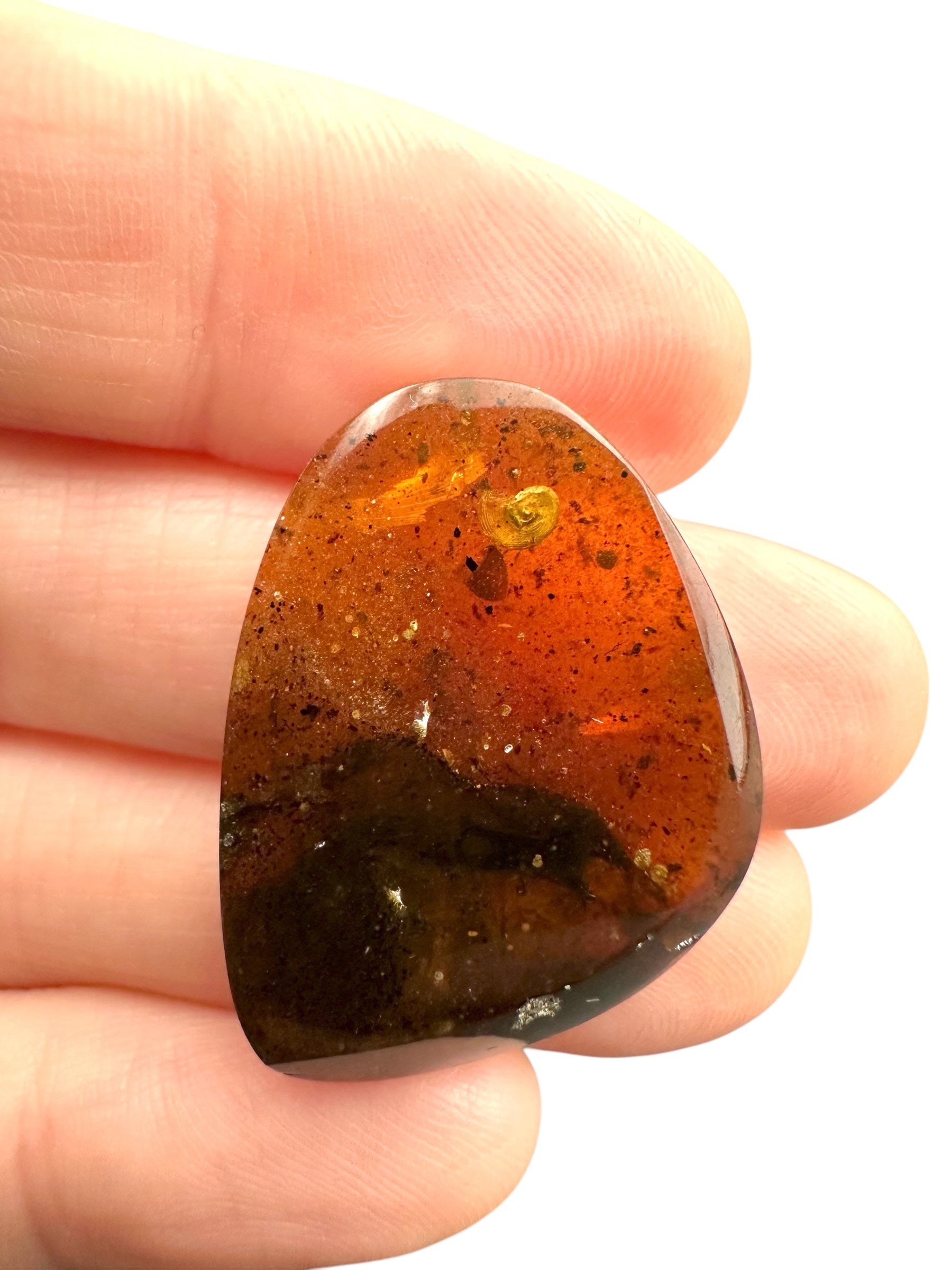 Snail in amber – Hukawng, Myanmar - IJ085