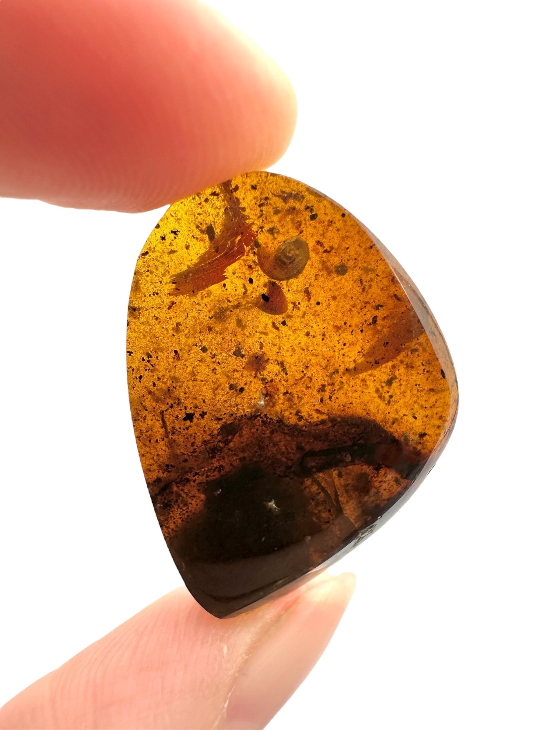 Snail in amber – Hukawng, Myanmar