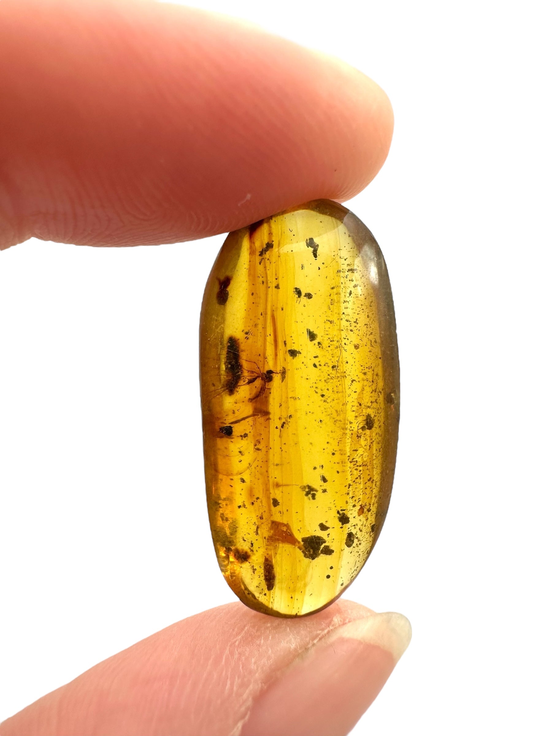 Insect in amber – Hukawng, Myanmar - IJ088