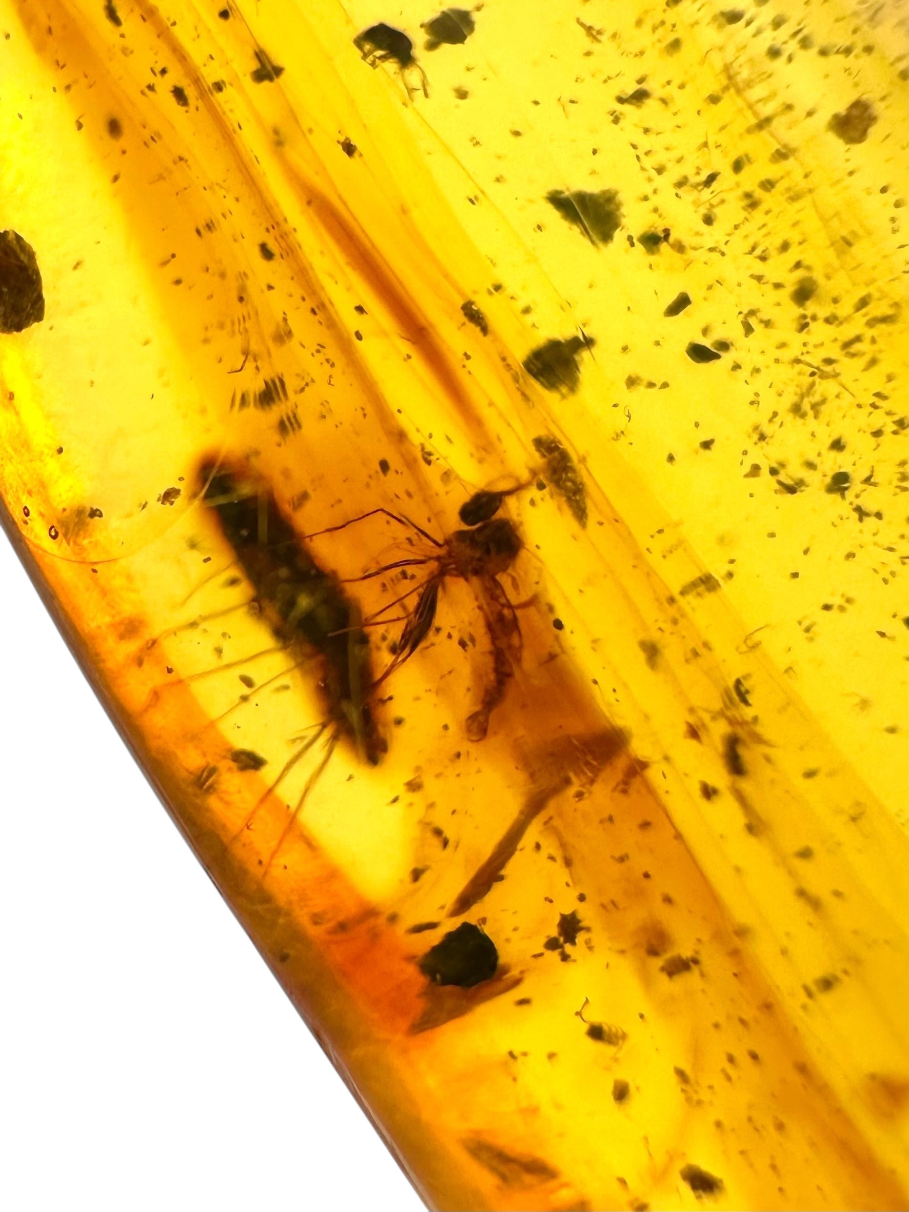 Insect in amber – Hukawng, Myanmar - IJ088