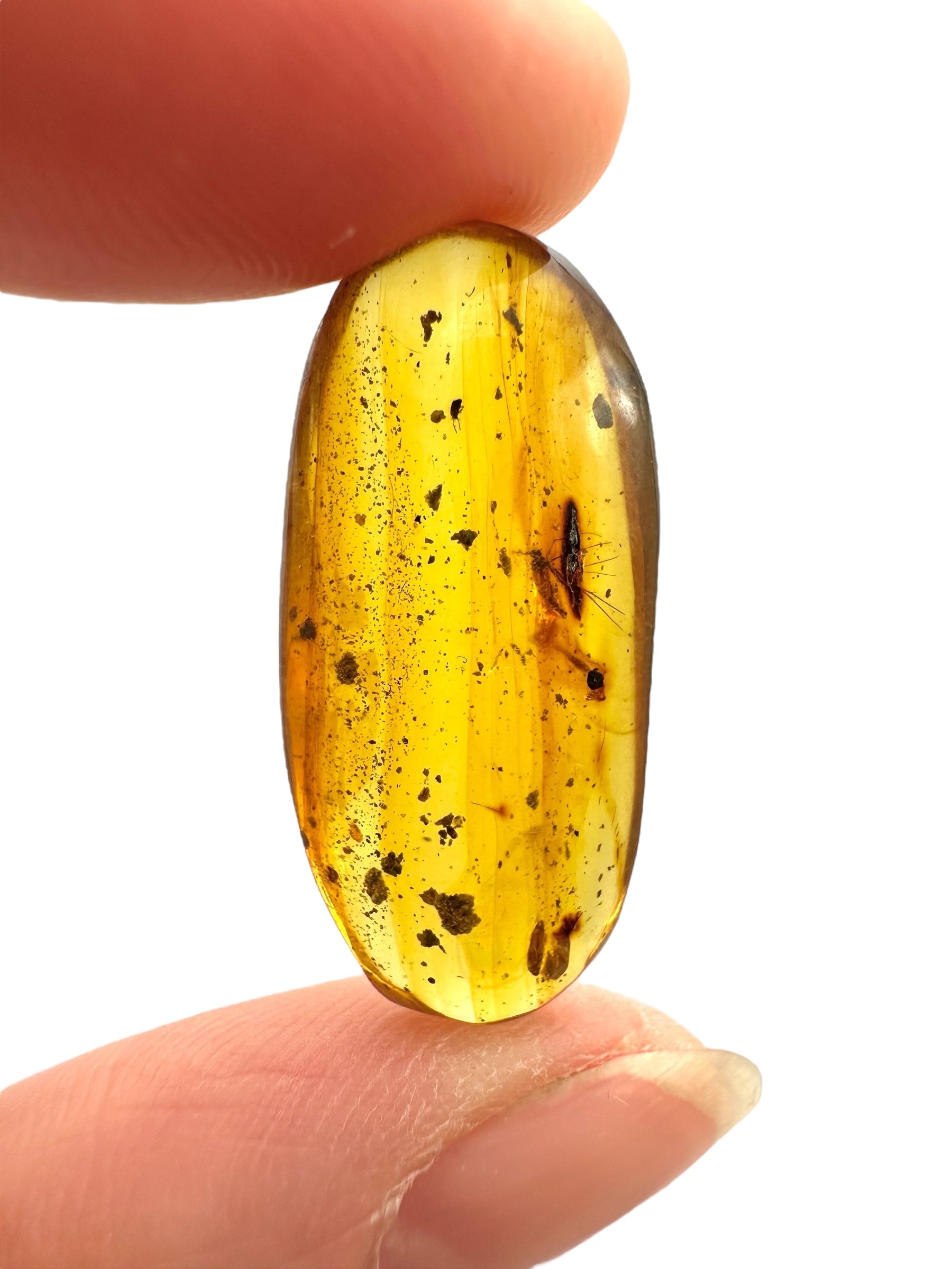 Insect in amber – Hukawng, Myanmar