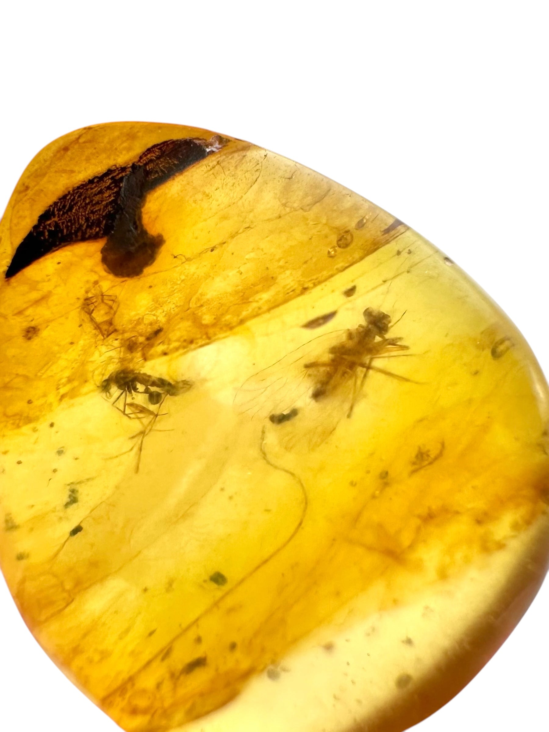 Insect in amber – Hukawng, Myanmar - IJ089