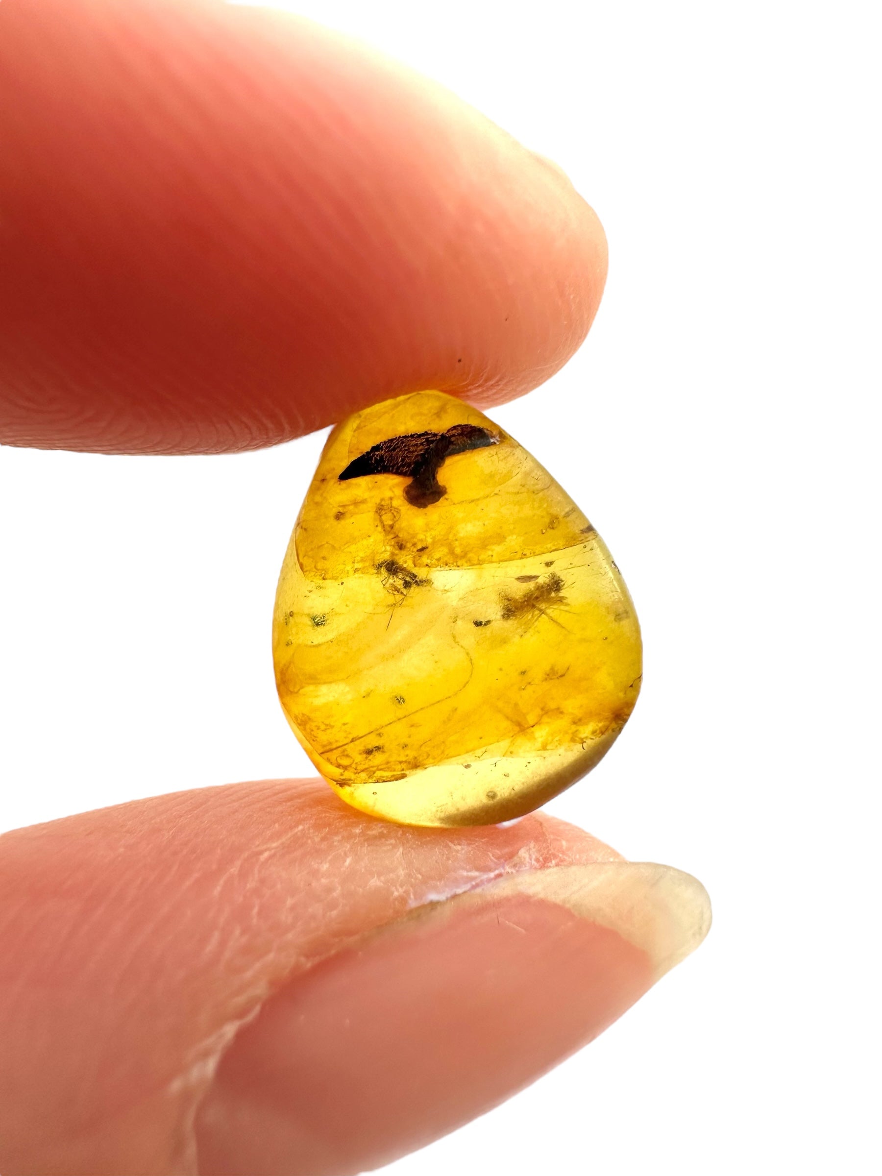 Insect in amber – Hukawng, Myanmar