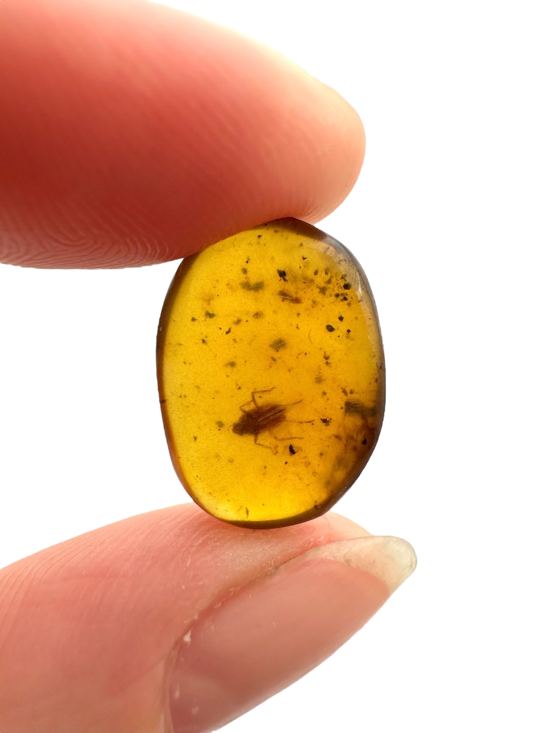 Insect in amber – Hukawng, Myanmar - IJ090