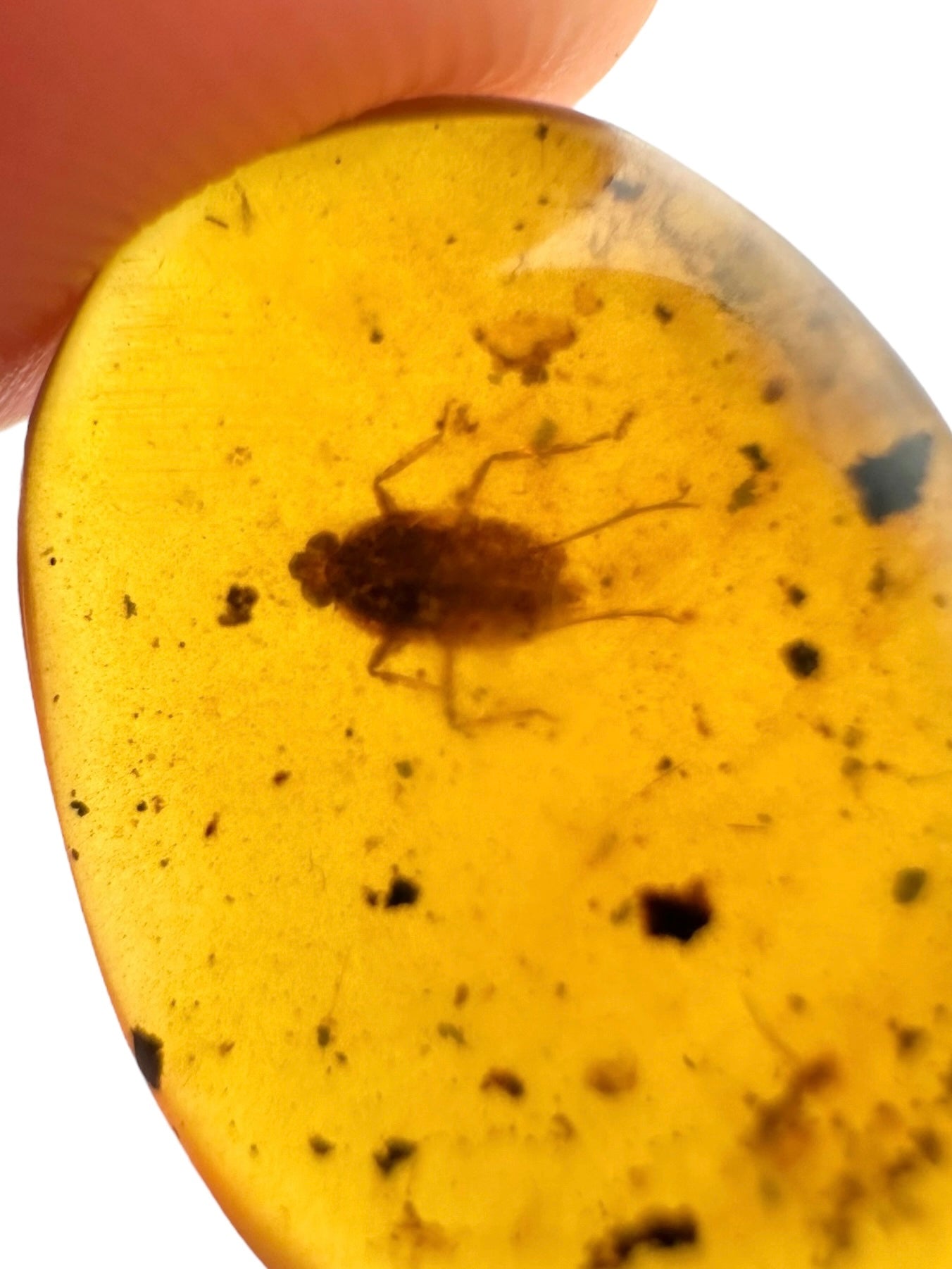 Insect in amber – Hukawng, Myanmar - IJ090