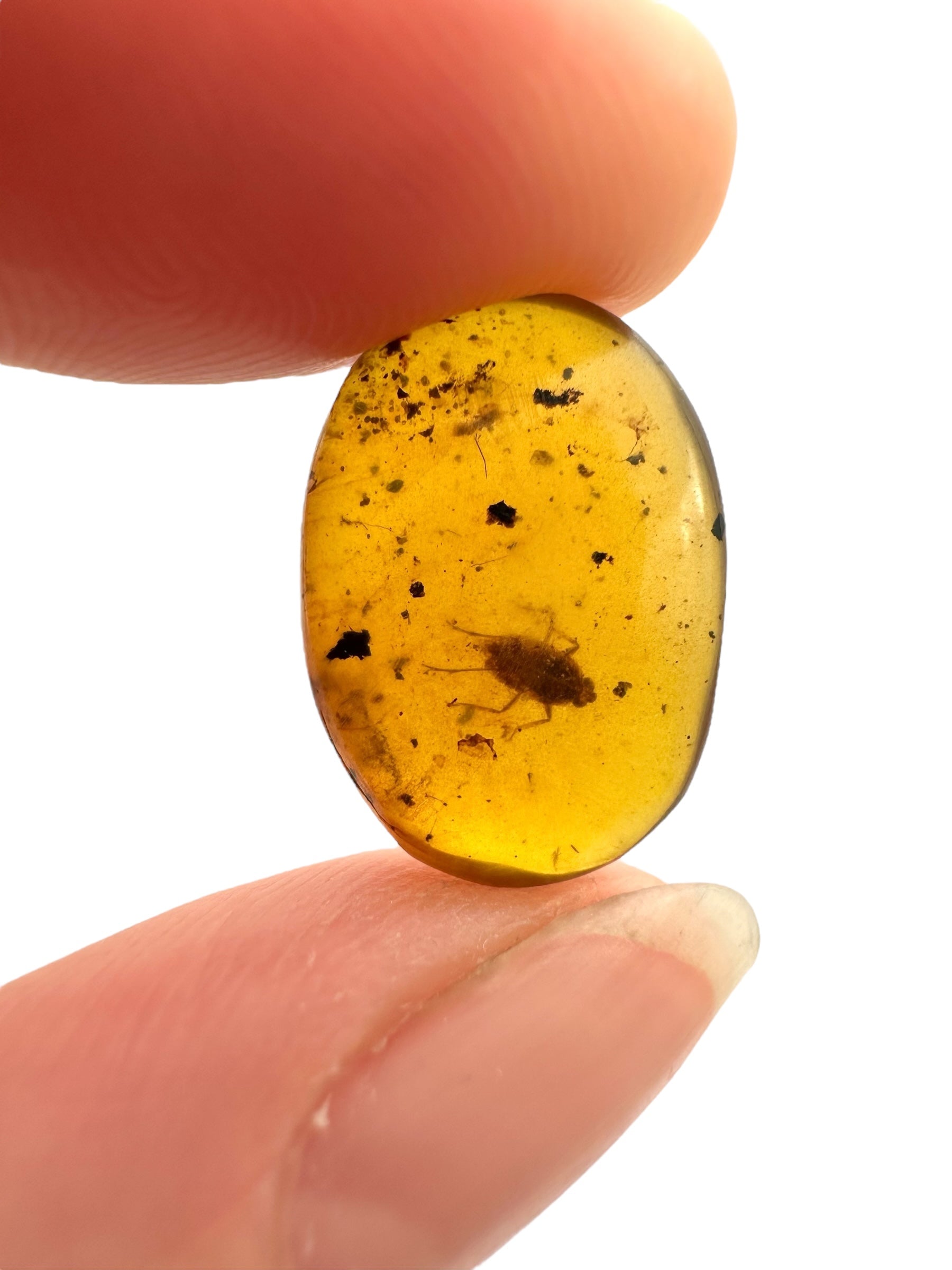 Insect in amber – Hukawng, Myanmar