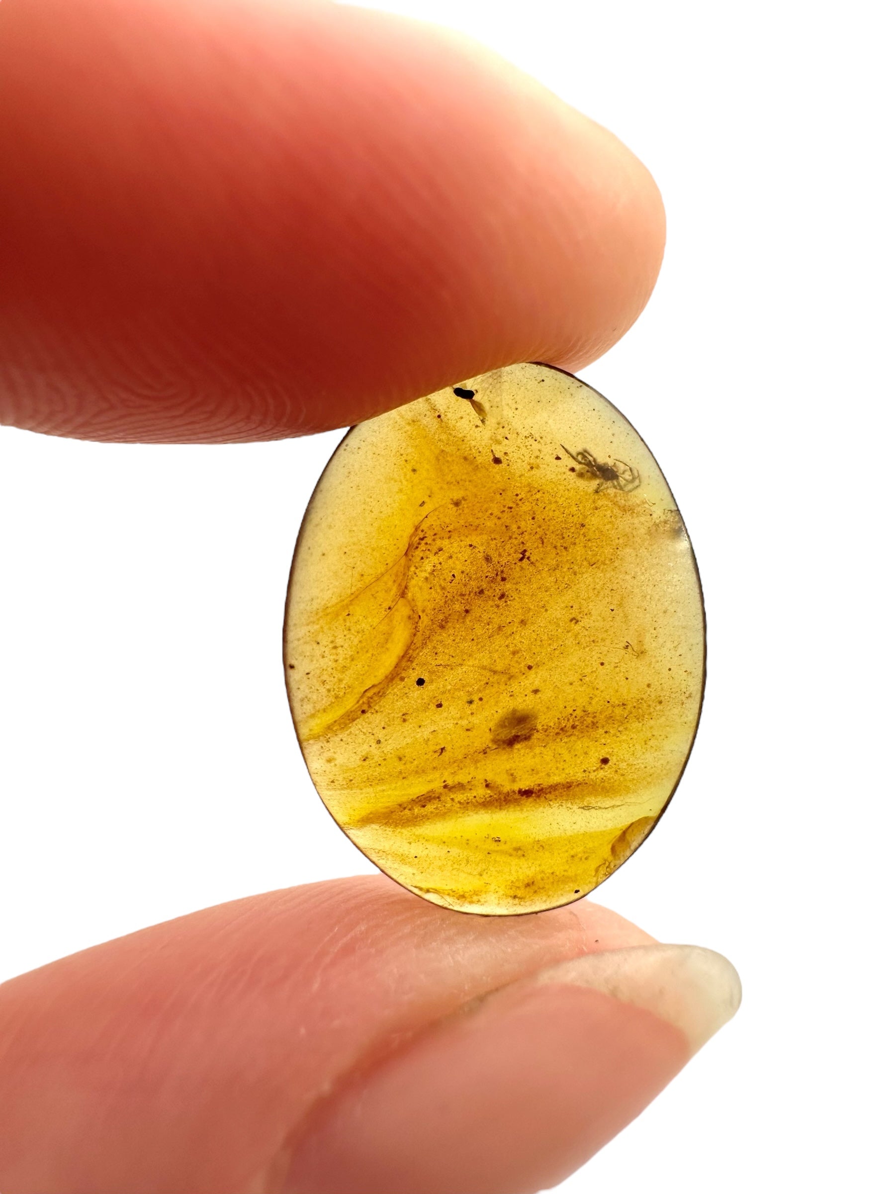 Insect in amber – Hukawng, Myanmar - IJ092