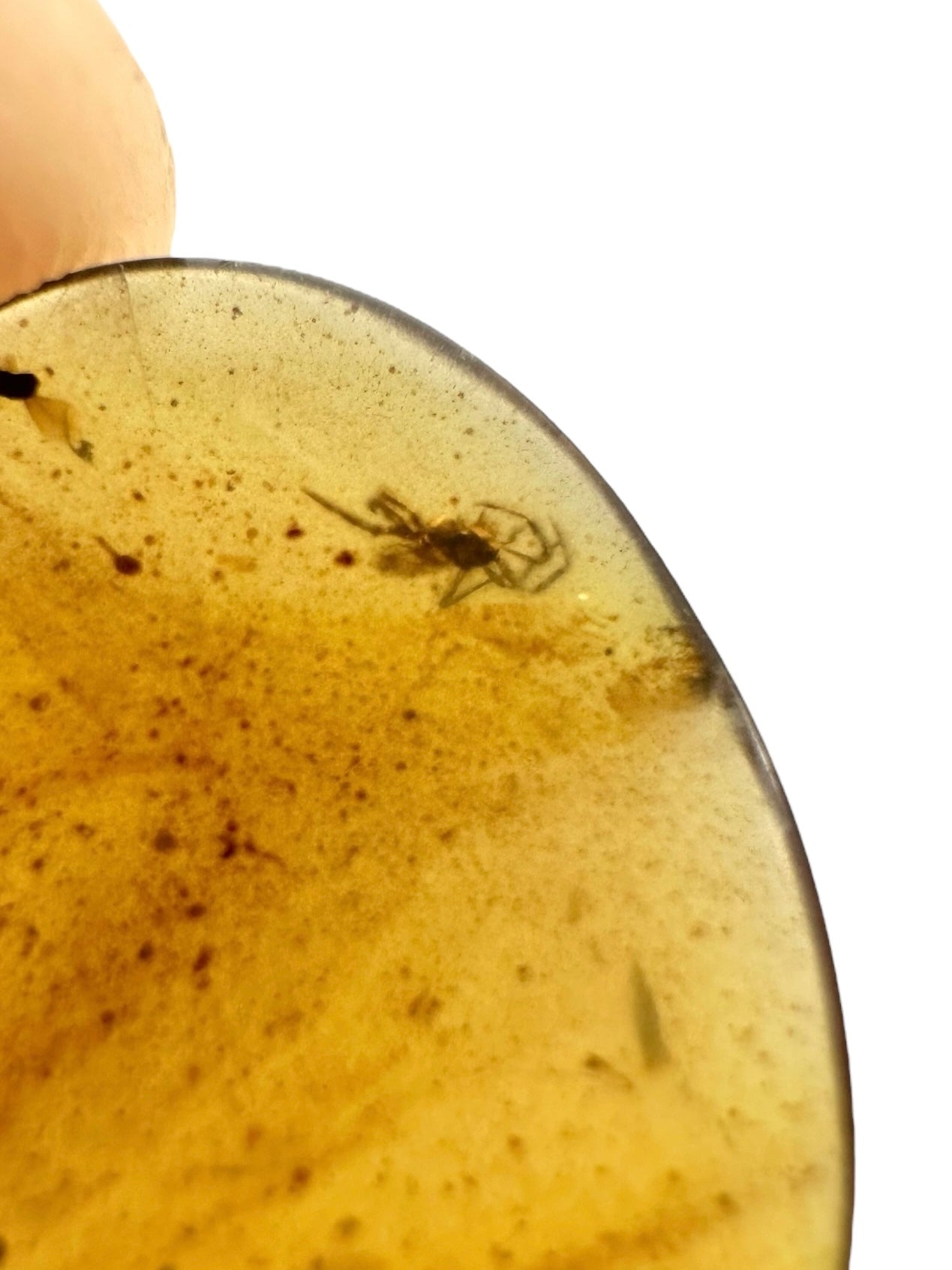 Insect in amber – Hukawng, Myanmar - IJ092