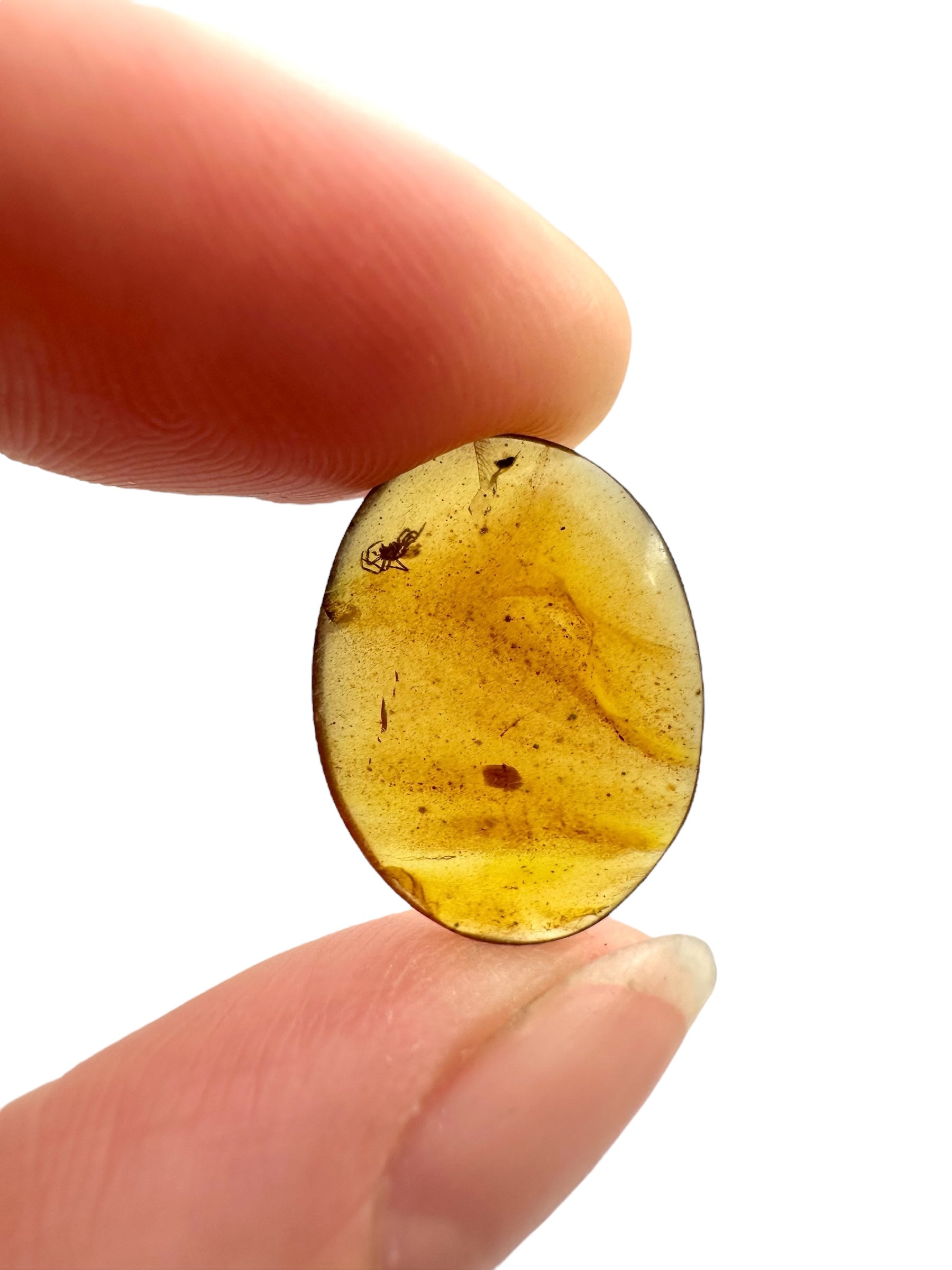 Insect in amber – Hukawng, Myanmar