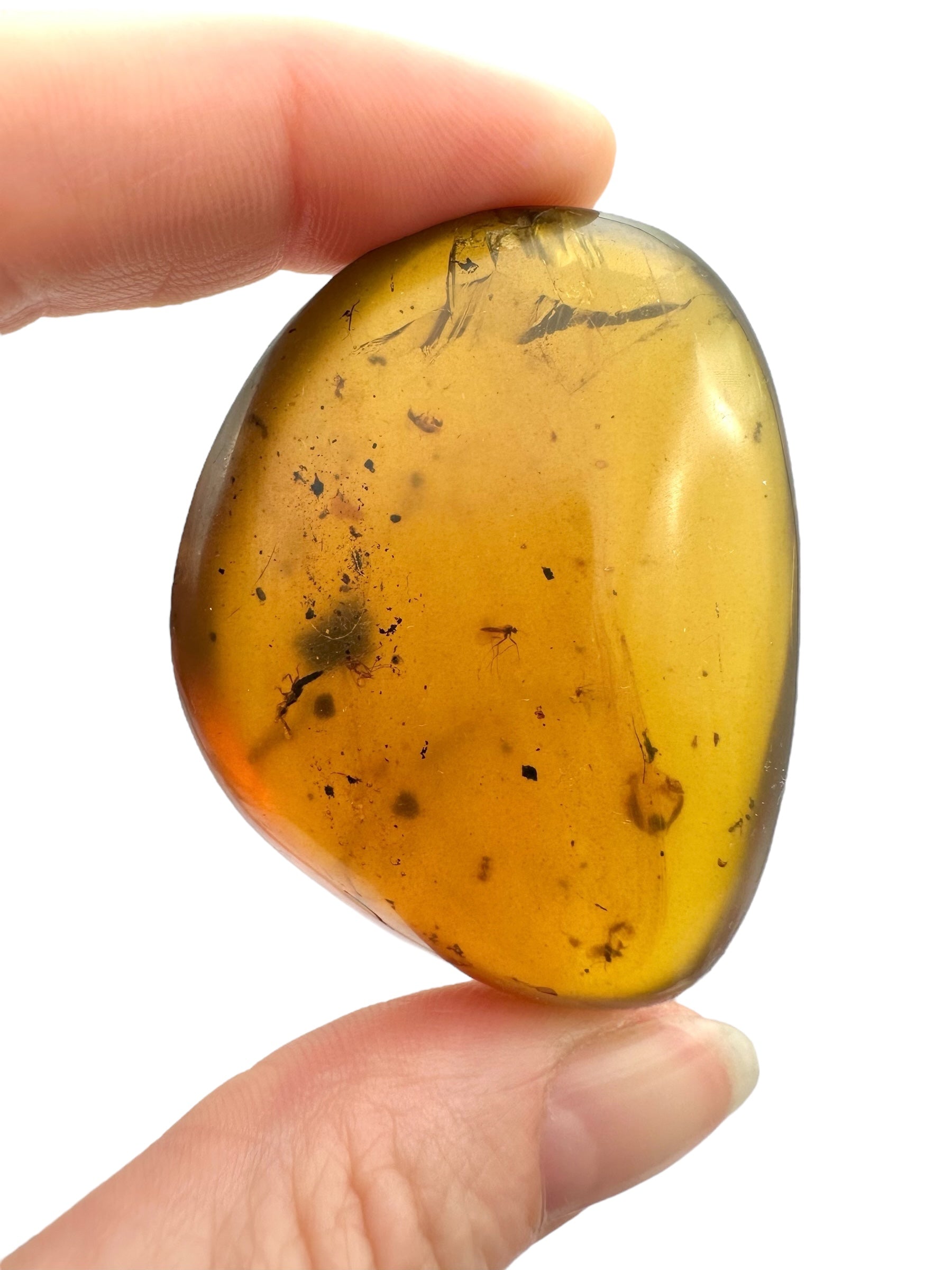 Insect in amber – Hukawng, Myanmar - IJ094