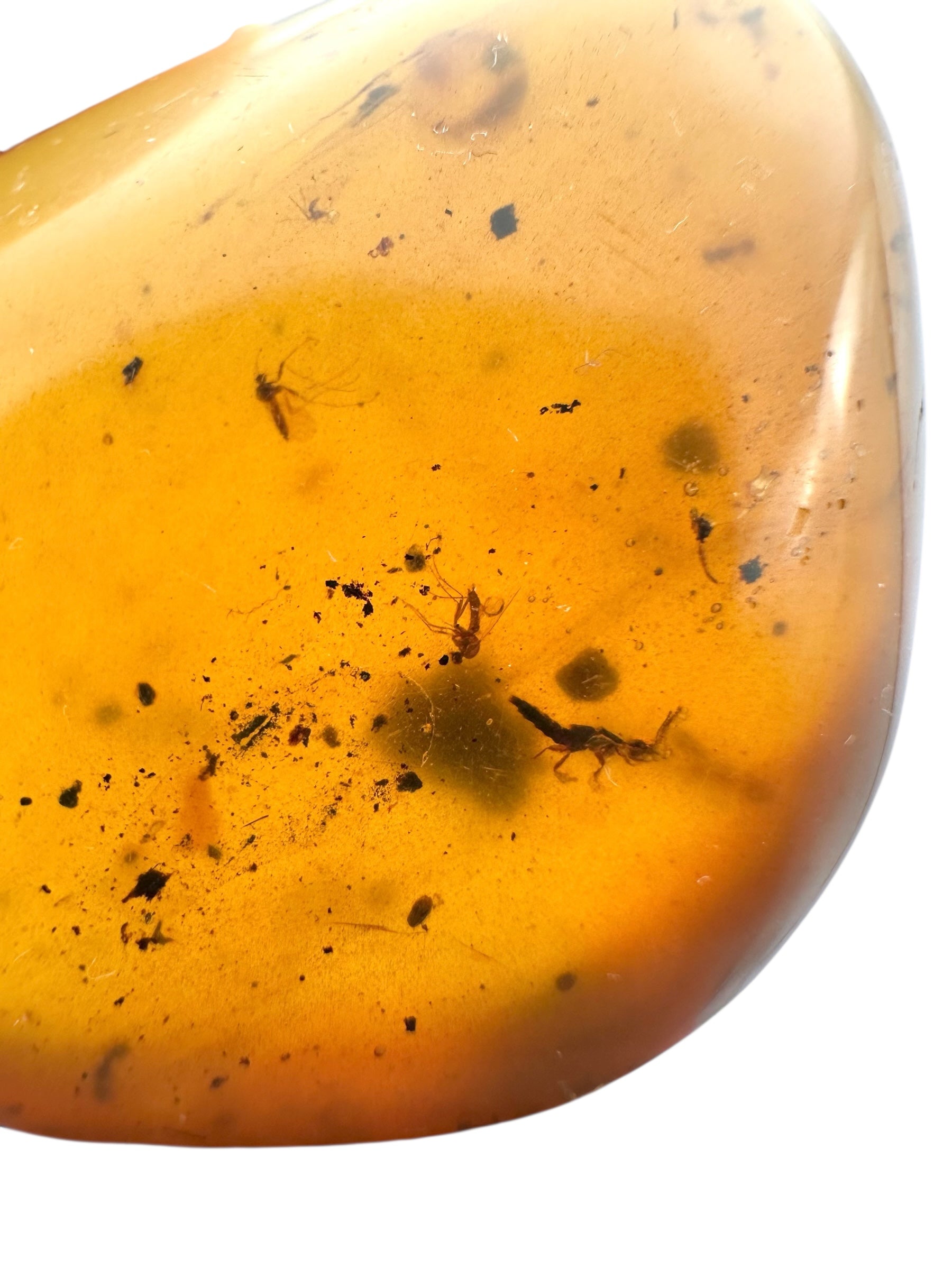 Insect in amber – Hukawng, Myanmar - IJ094