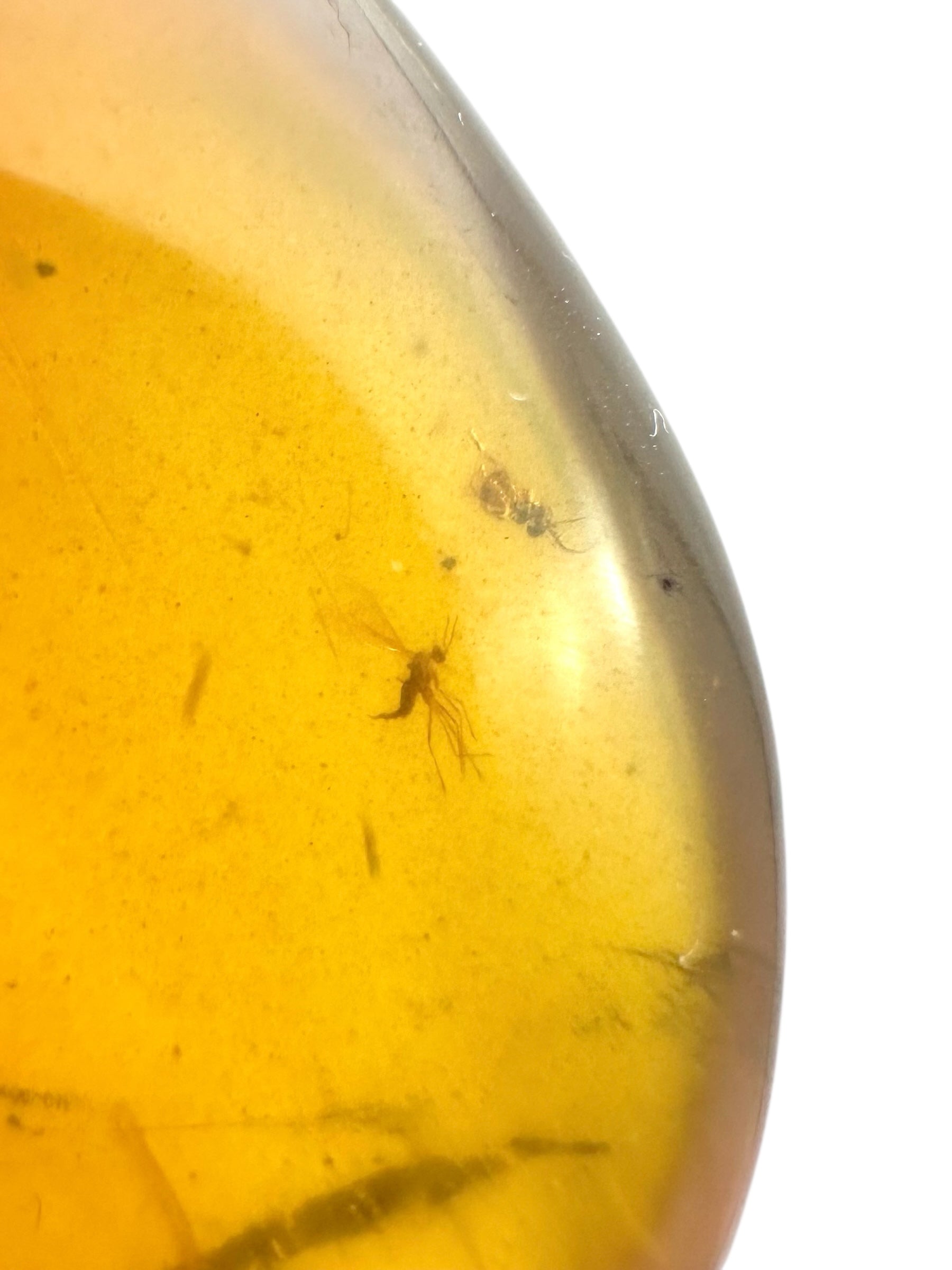 Insect in amber – Hukawng, Myanmar - IJ094