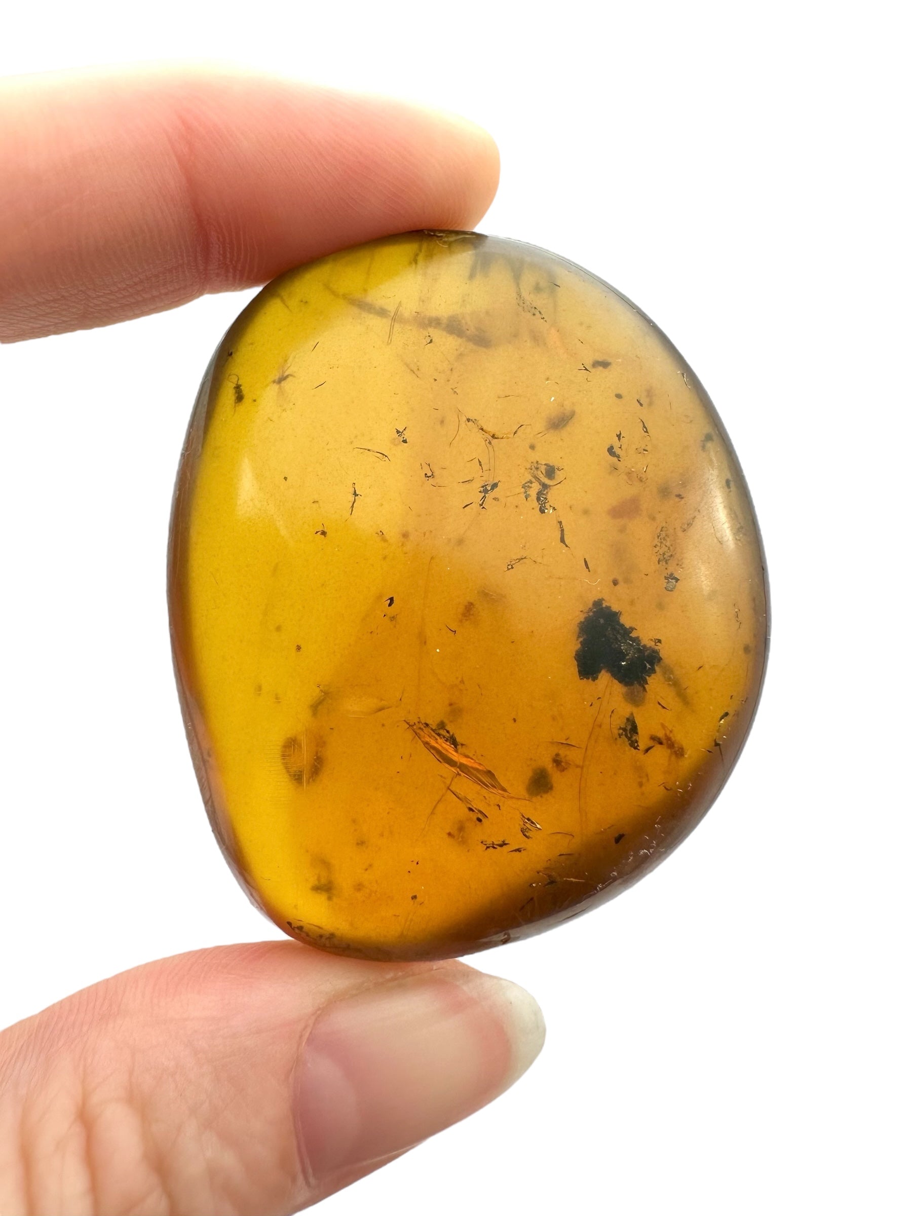 Insect in amber – Hukawng, Myanmar