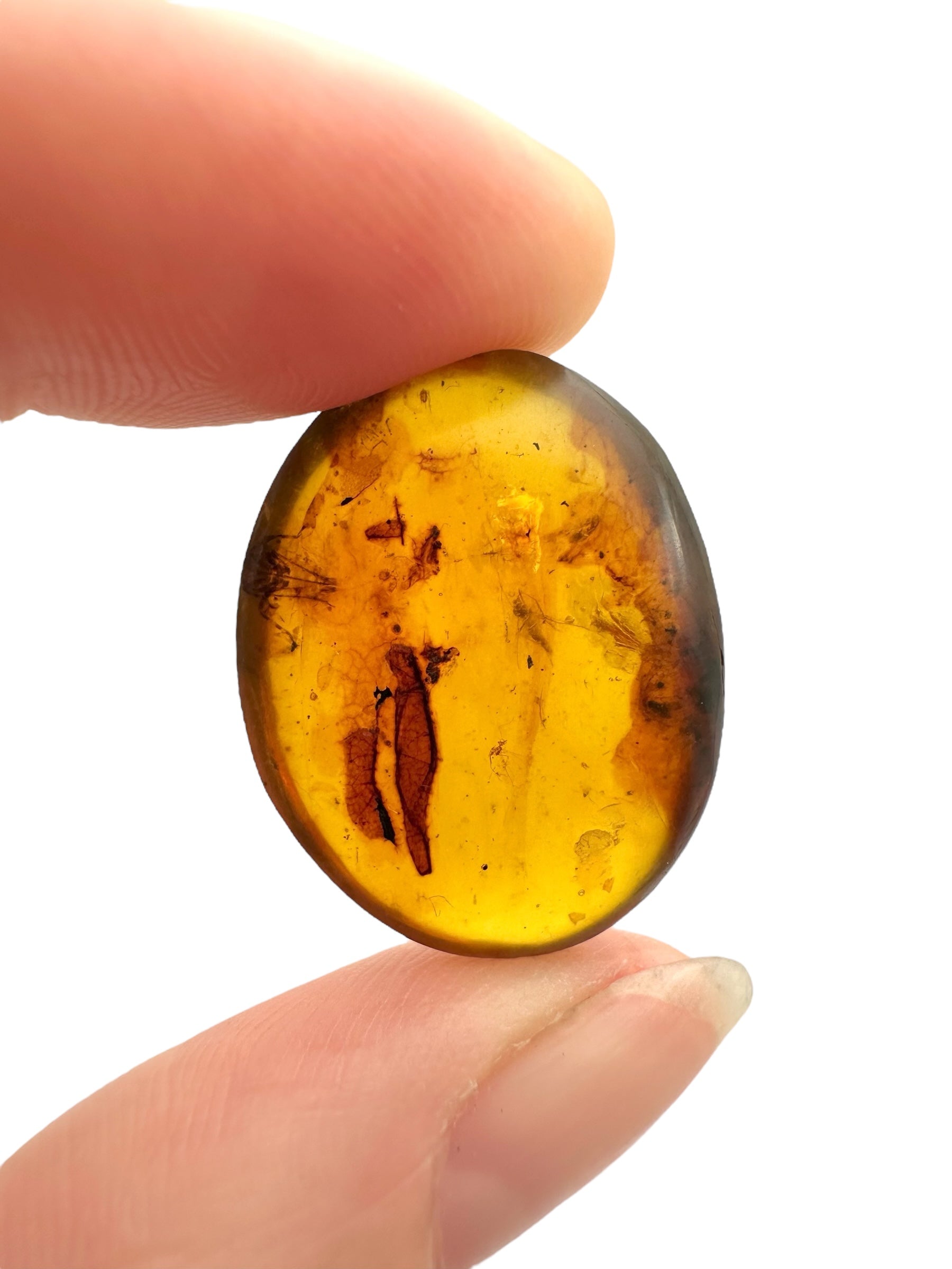 Insect in amber – Hukawng, Myanmar - IJ095