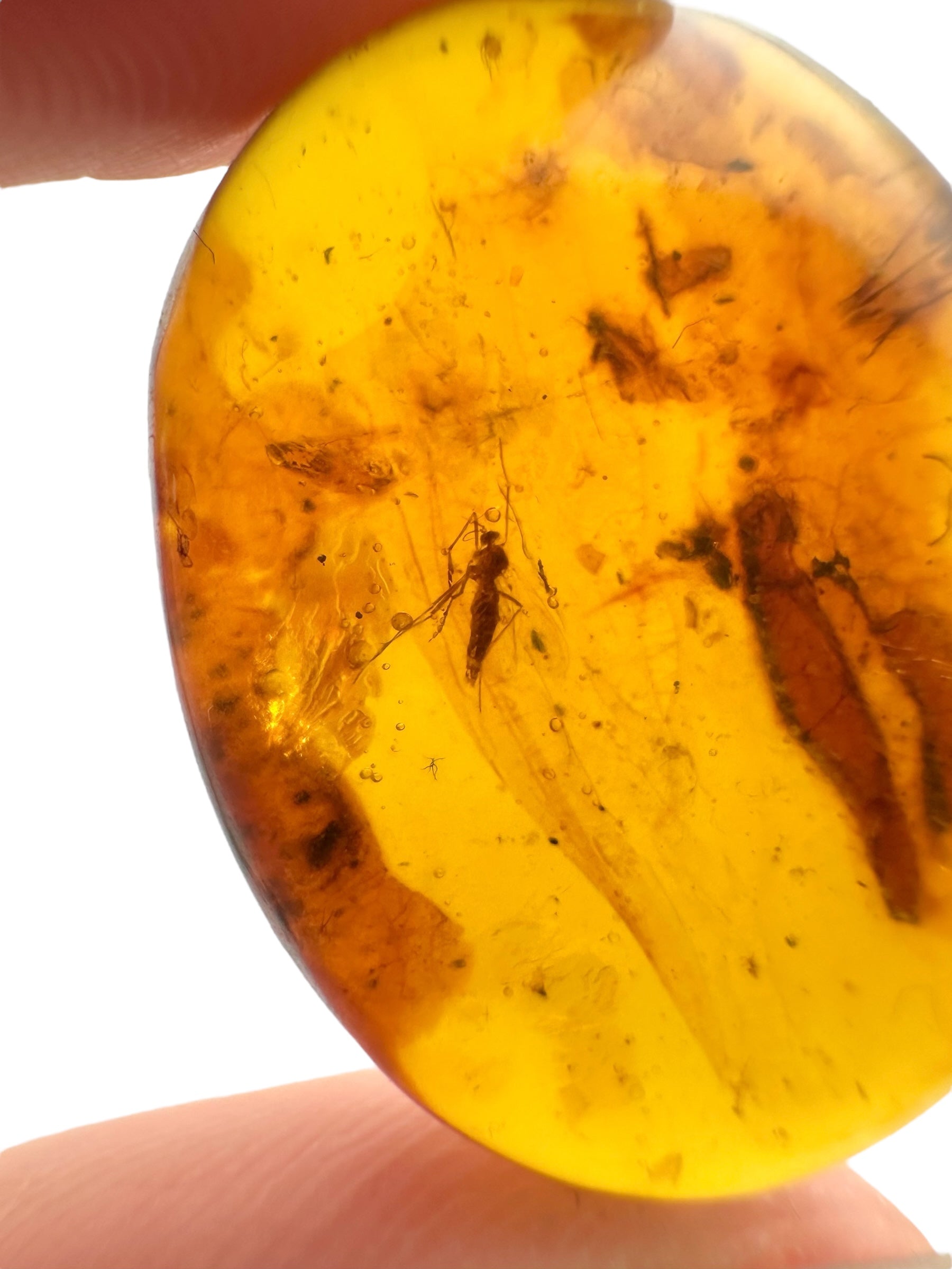Insect in amber – Hukawng, Myanmar - IJ095