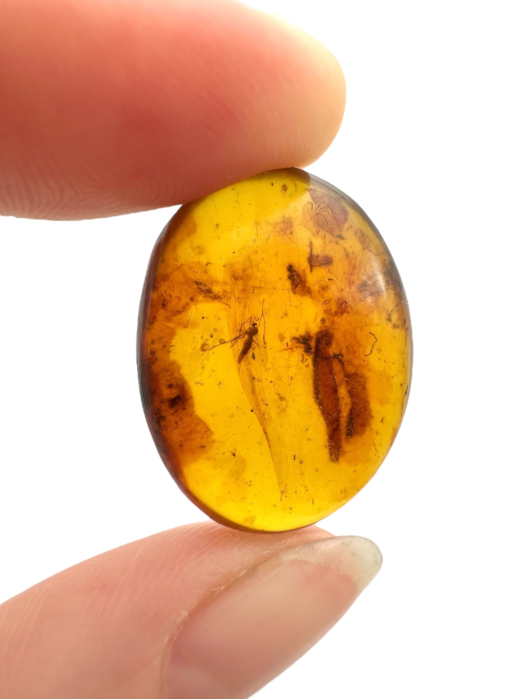 Insect in amber – Hukawng, Myanmar