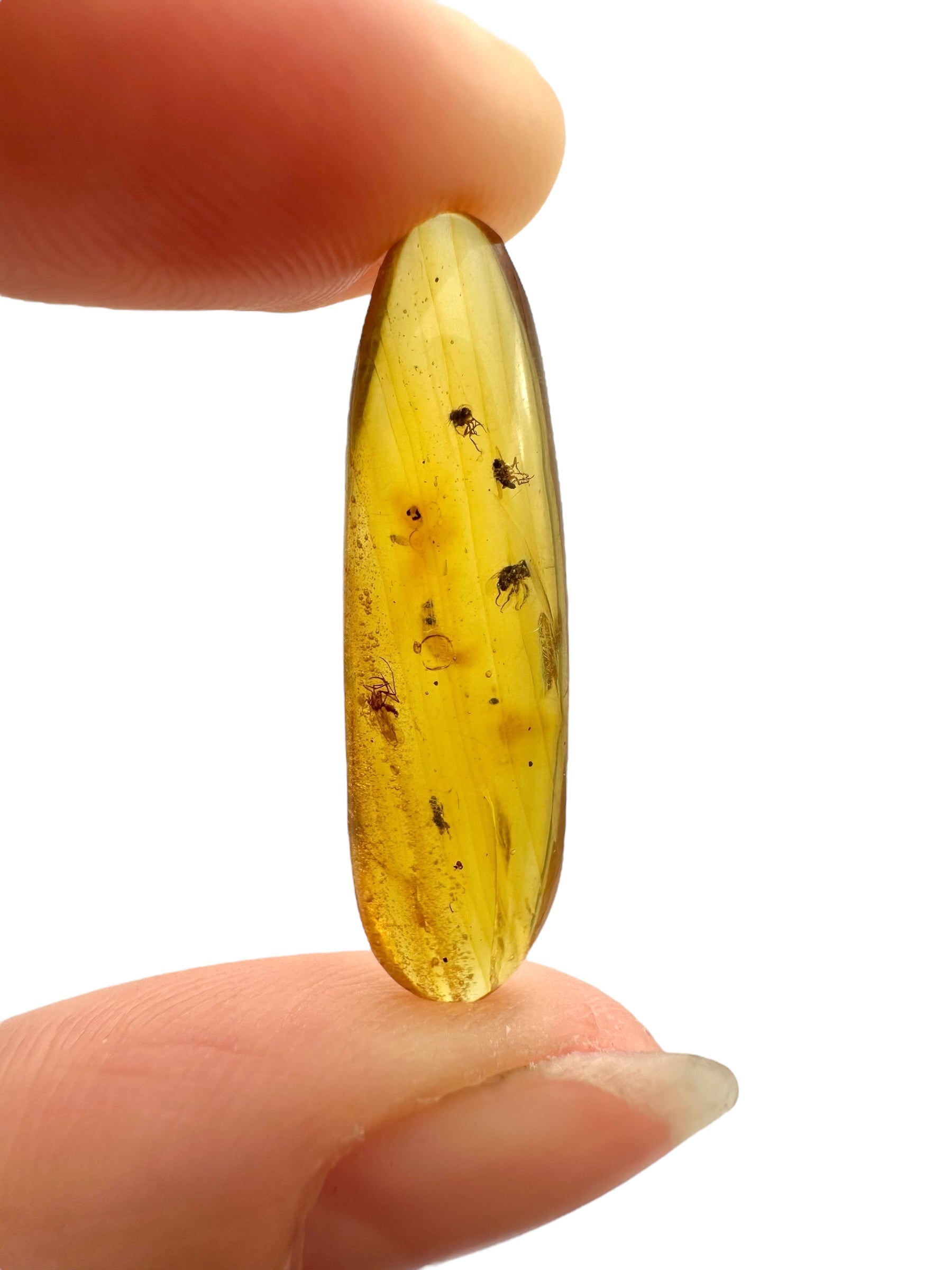 Insect in amber – Hukawng, Myanmar - IJ096
