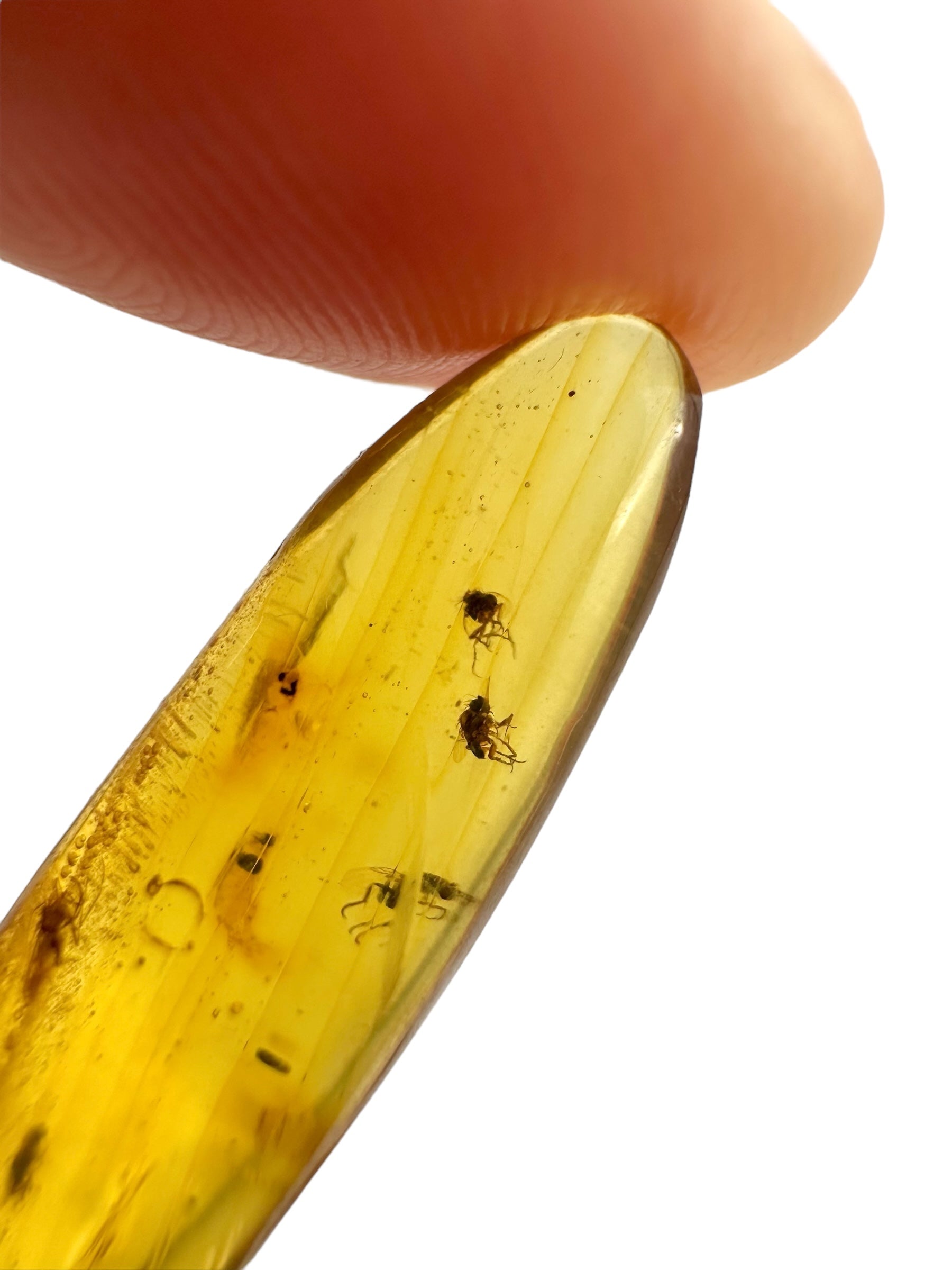 Insect in amber – Hukawng, Myanmar - IJ096