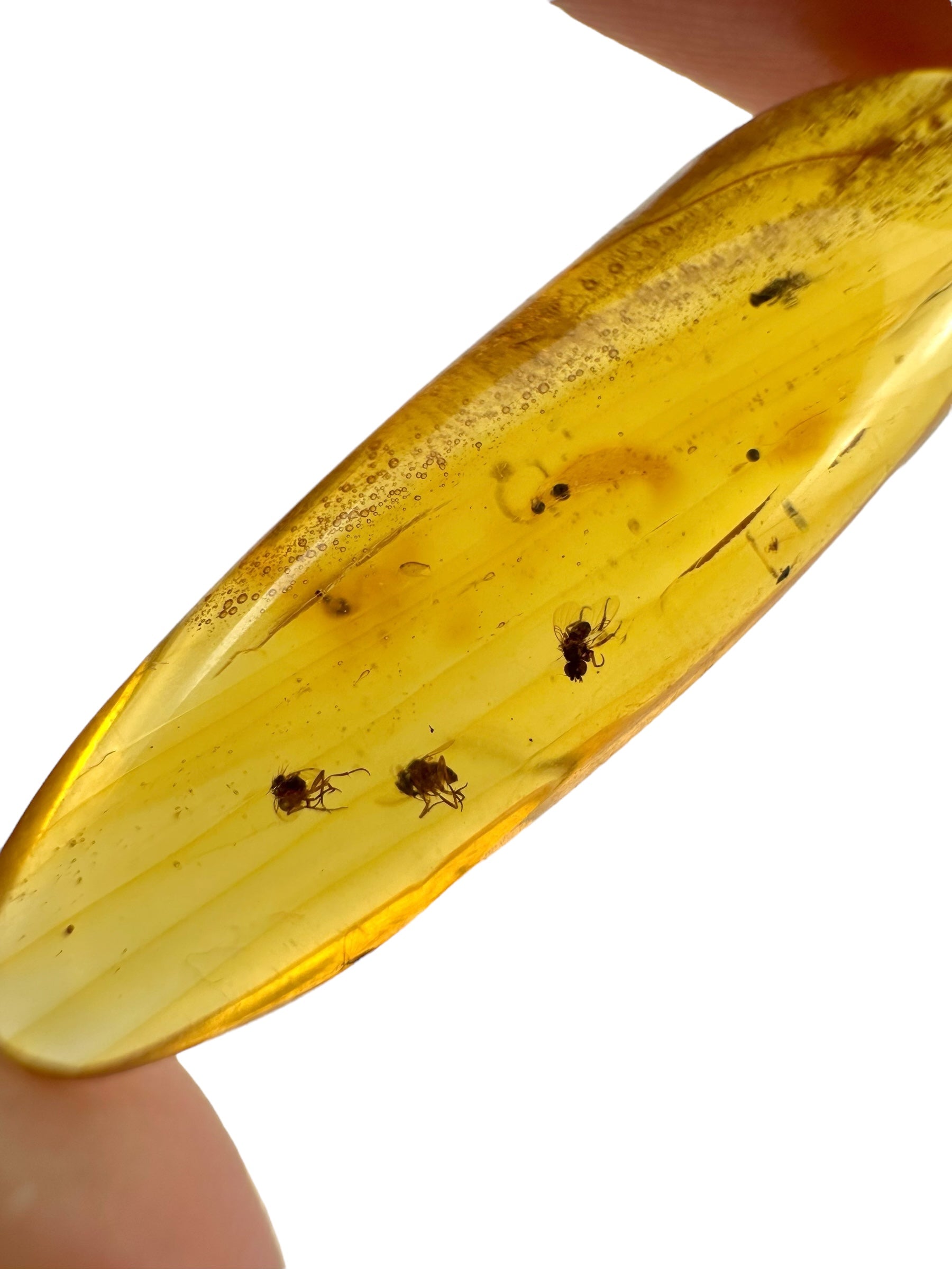 Insect in amber – Hukawng, Myanmar - IJ096