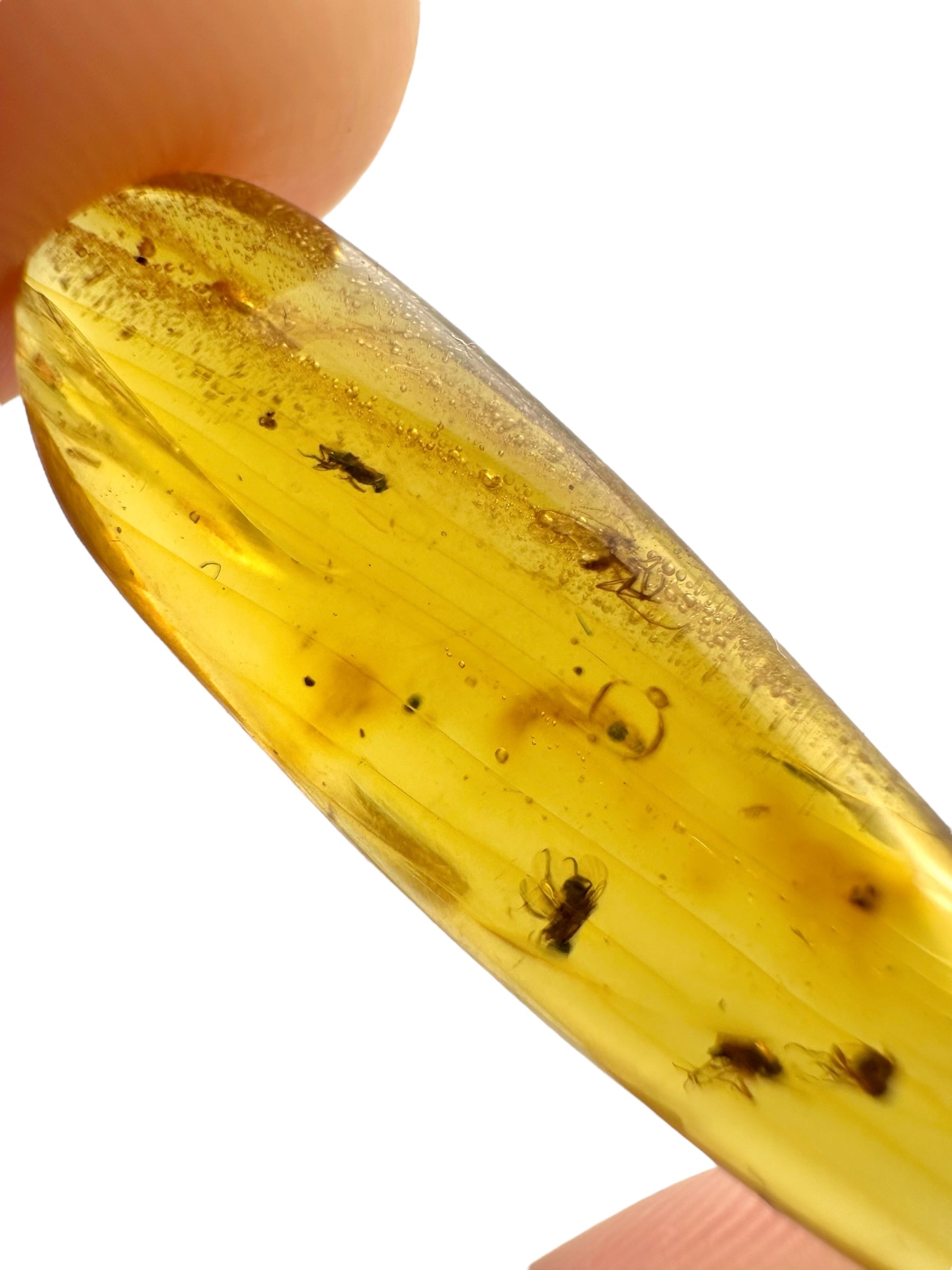 Insect in amber – Hukawng, Myanmar - IJ096