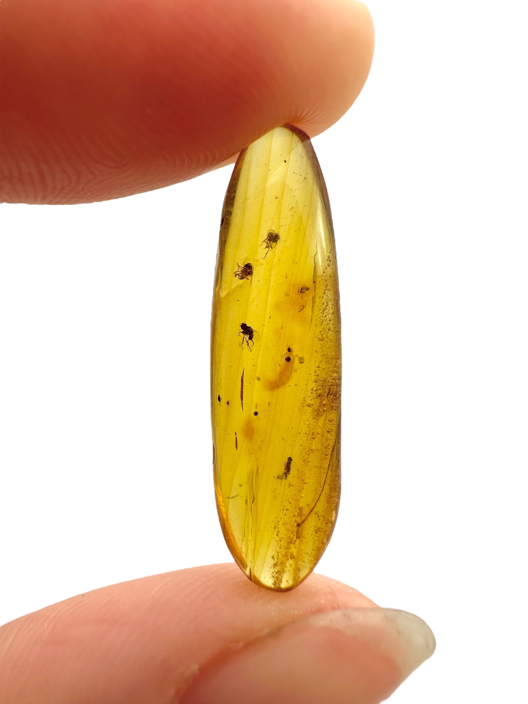 Insect in amber – Hukawng, Myanmar