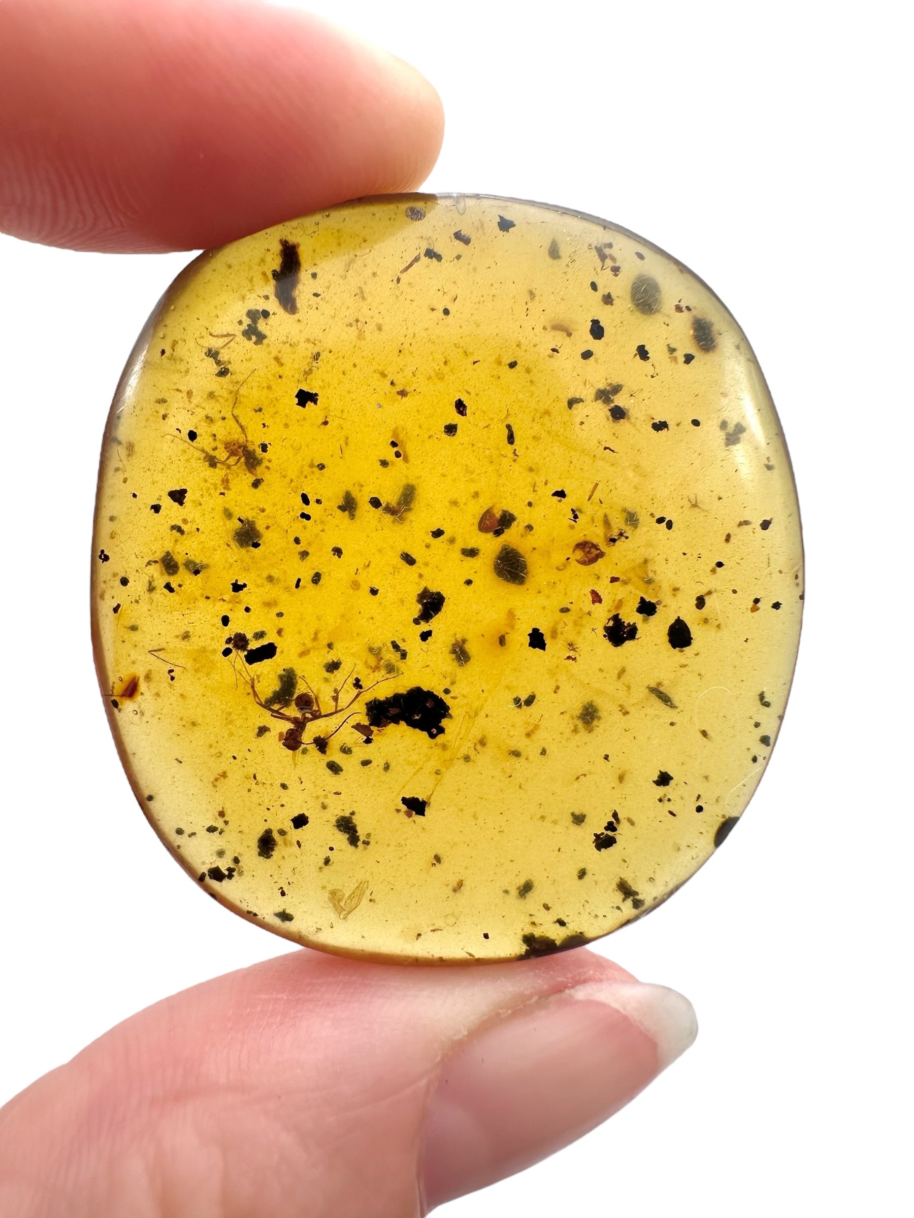 Insect in amber – Hukawng, Myanmar - IJ097