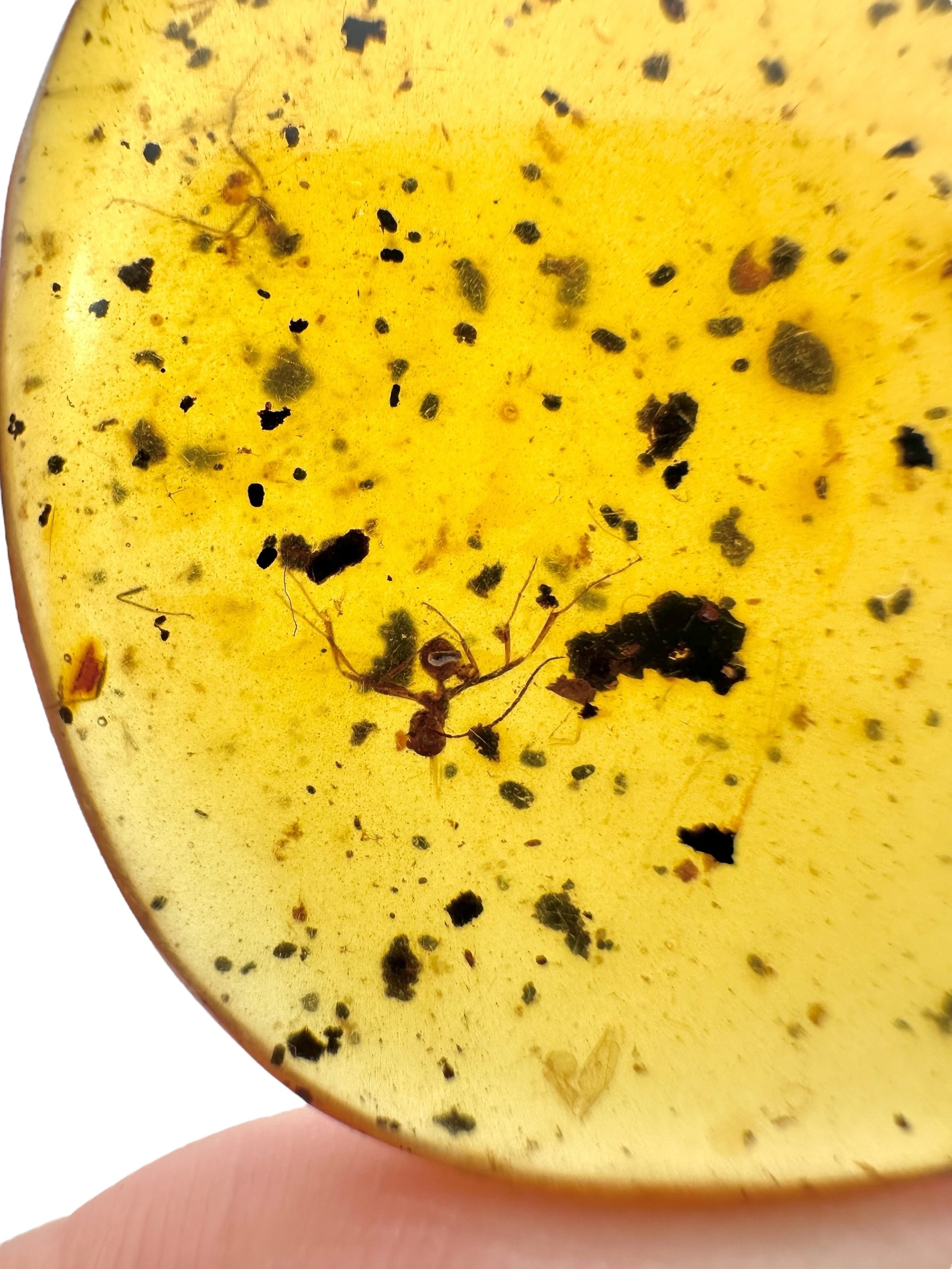 Insect in amber – Hukawng, Myanmar - IJ097