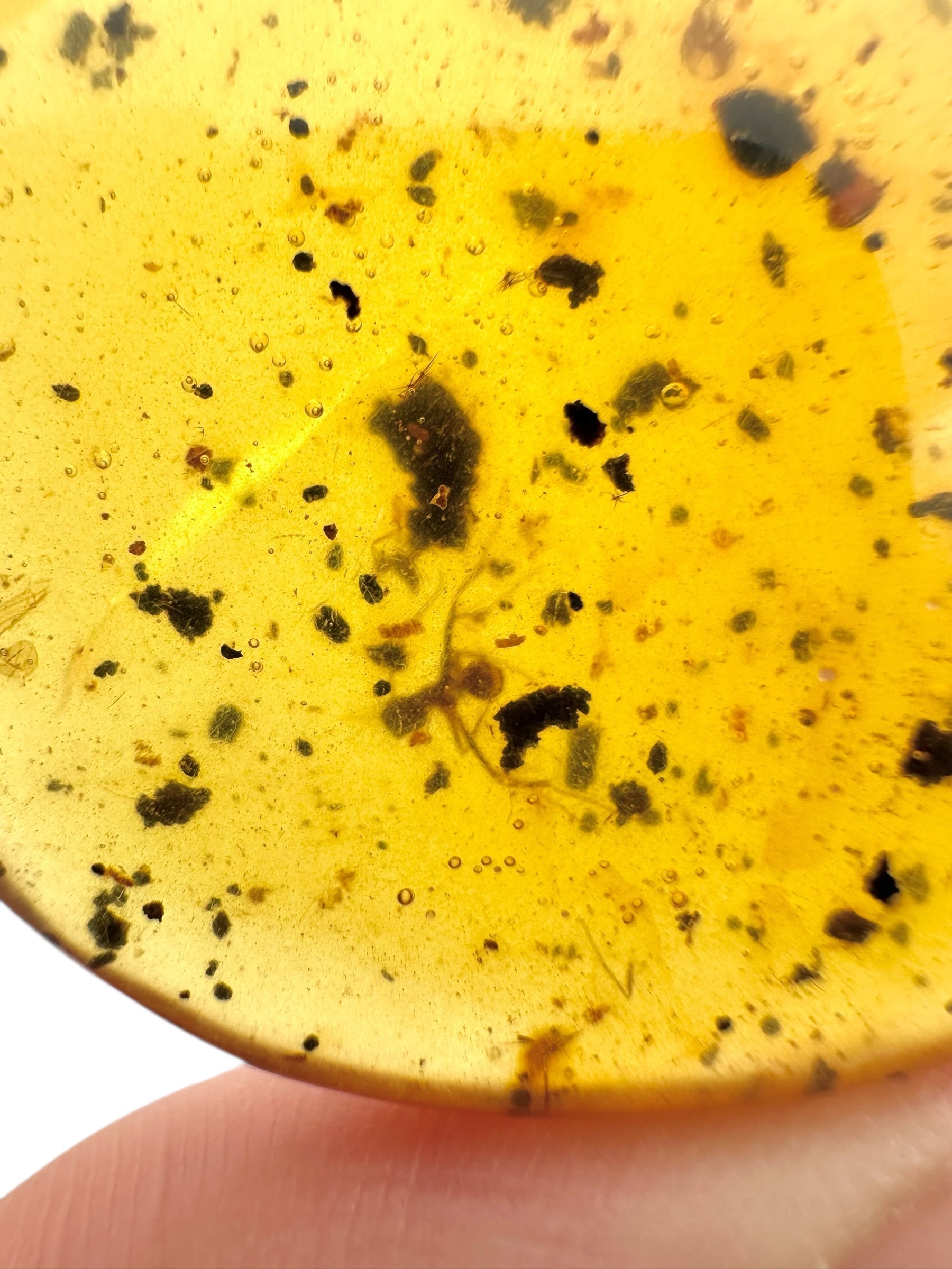 Insect in amber – Hukawng, Myanmar - IJ097
