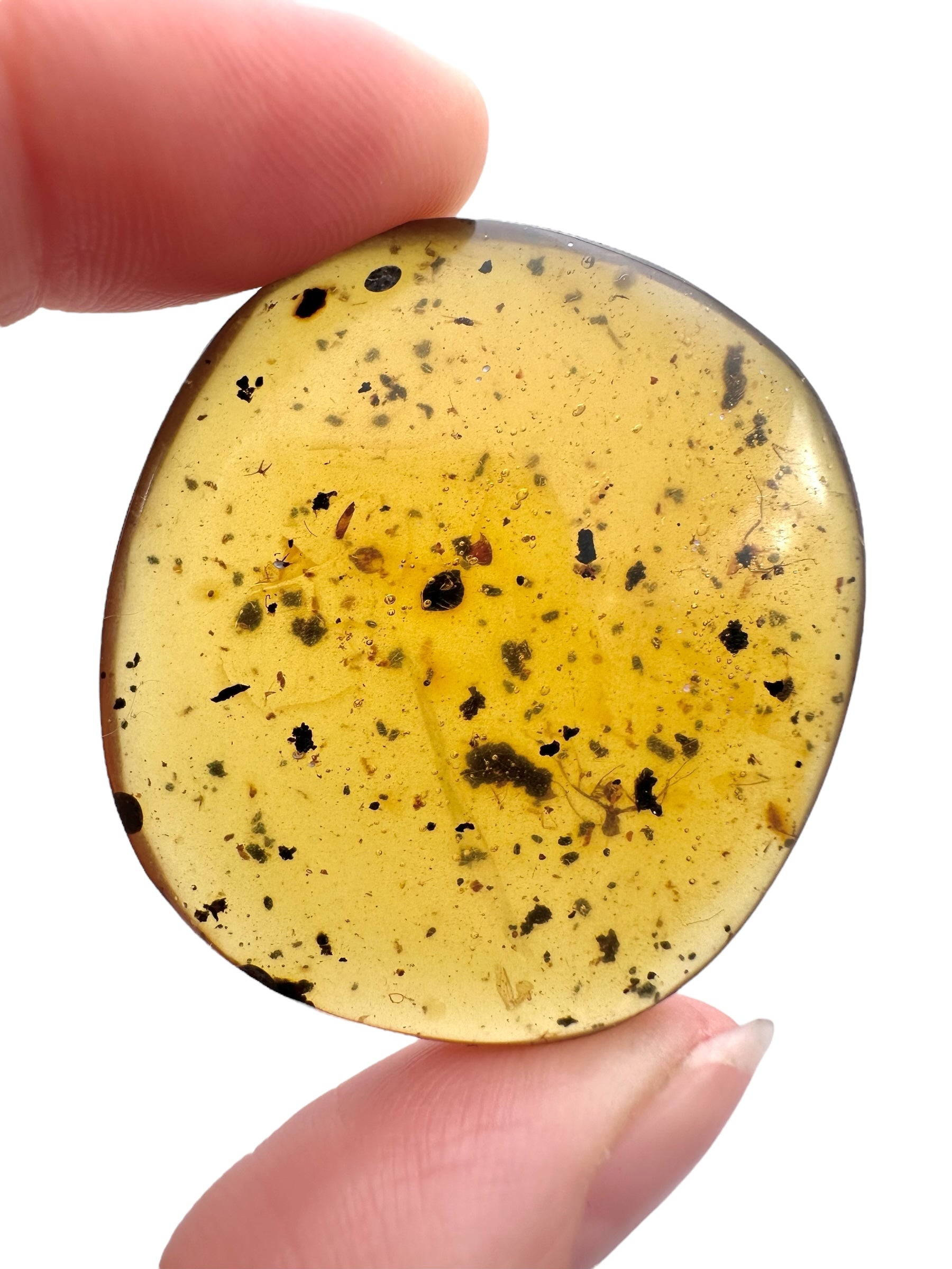 Insect in amber – Hukawng, Myanmar