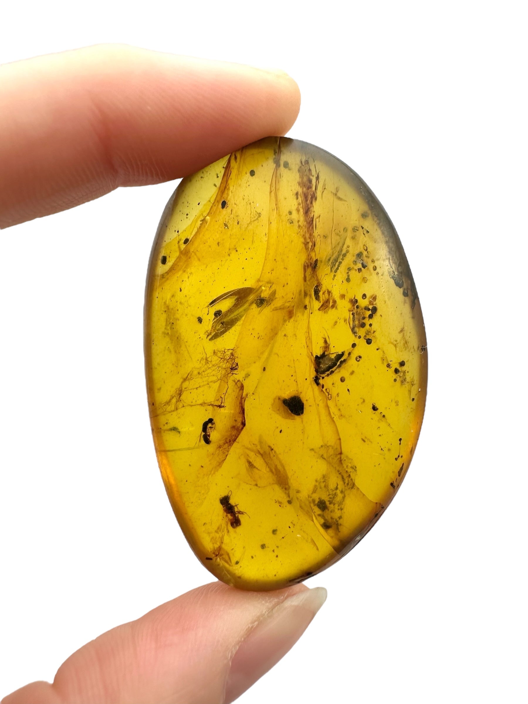 Insect in amber – Hukawng, Myanmar - IJ099