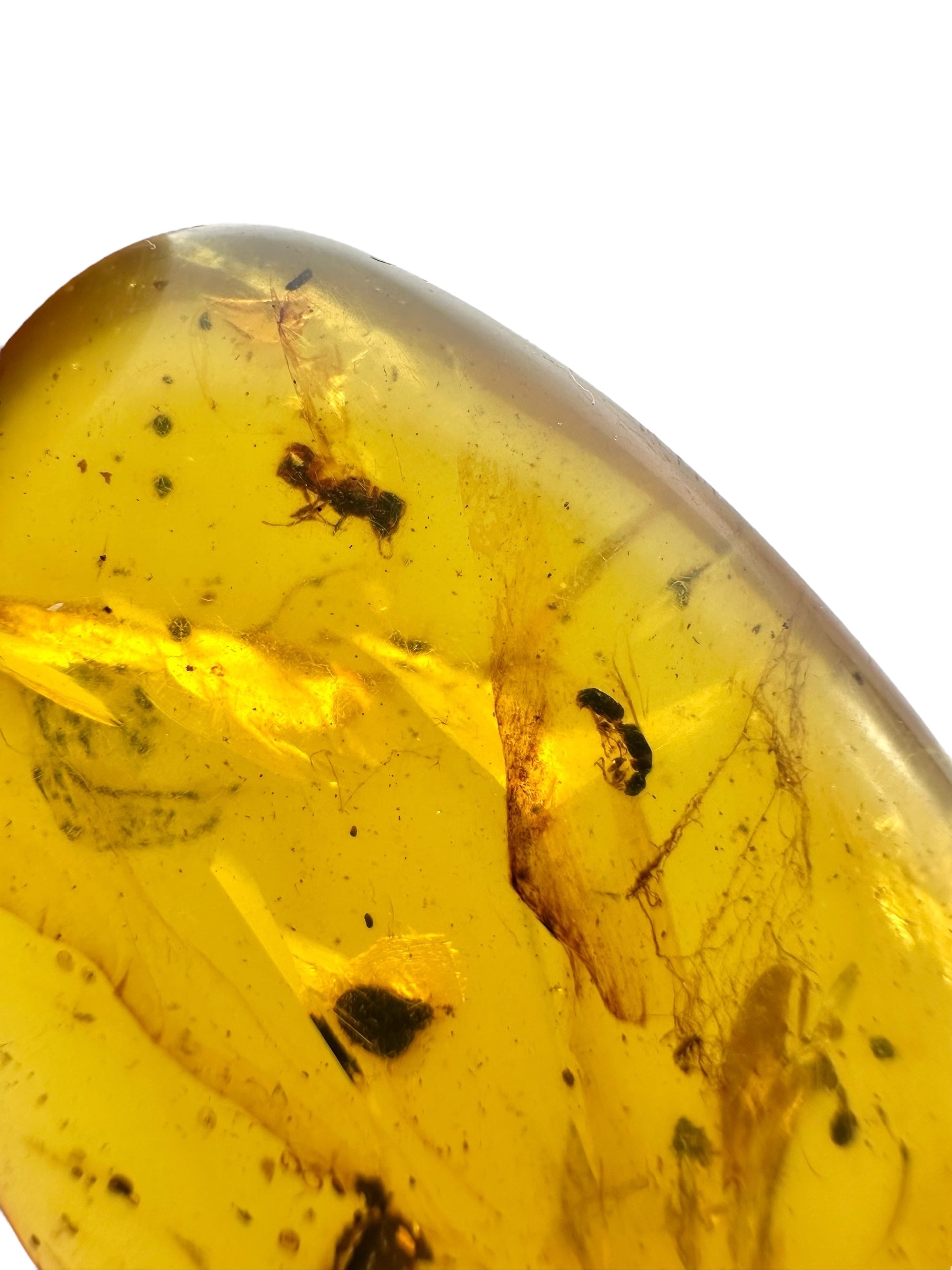 Insect in amber – Hukawng, Myanmar - IJ099