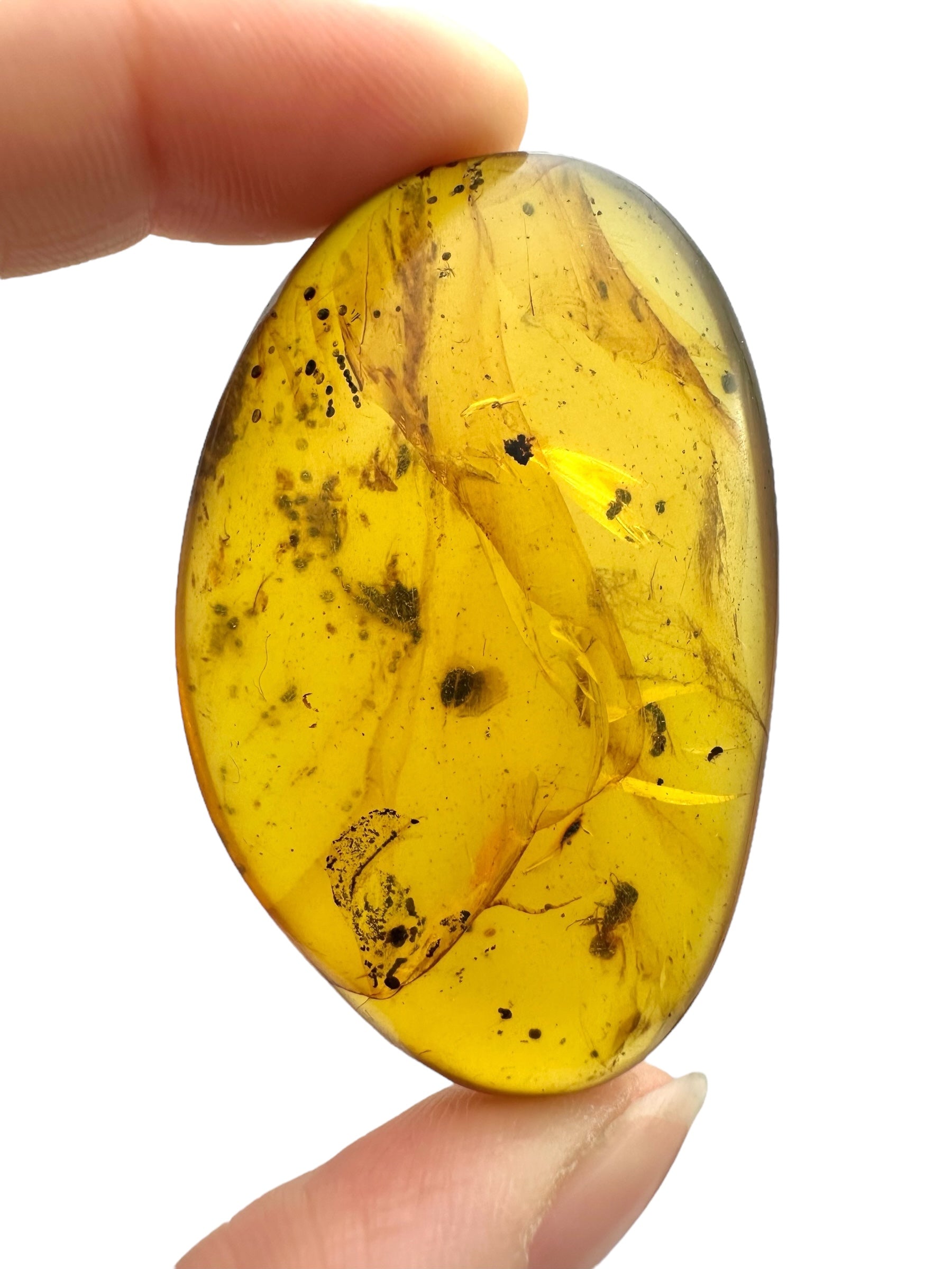 Insect in amber – Hukawng, Myanmar