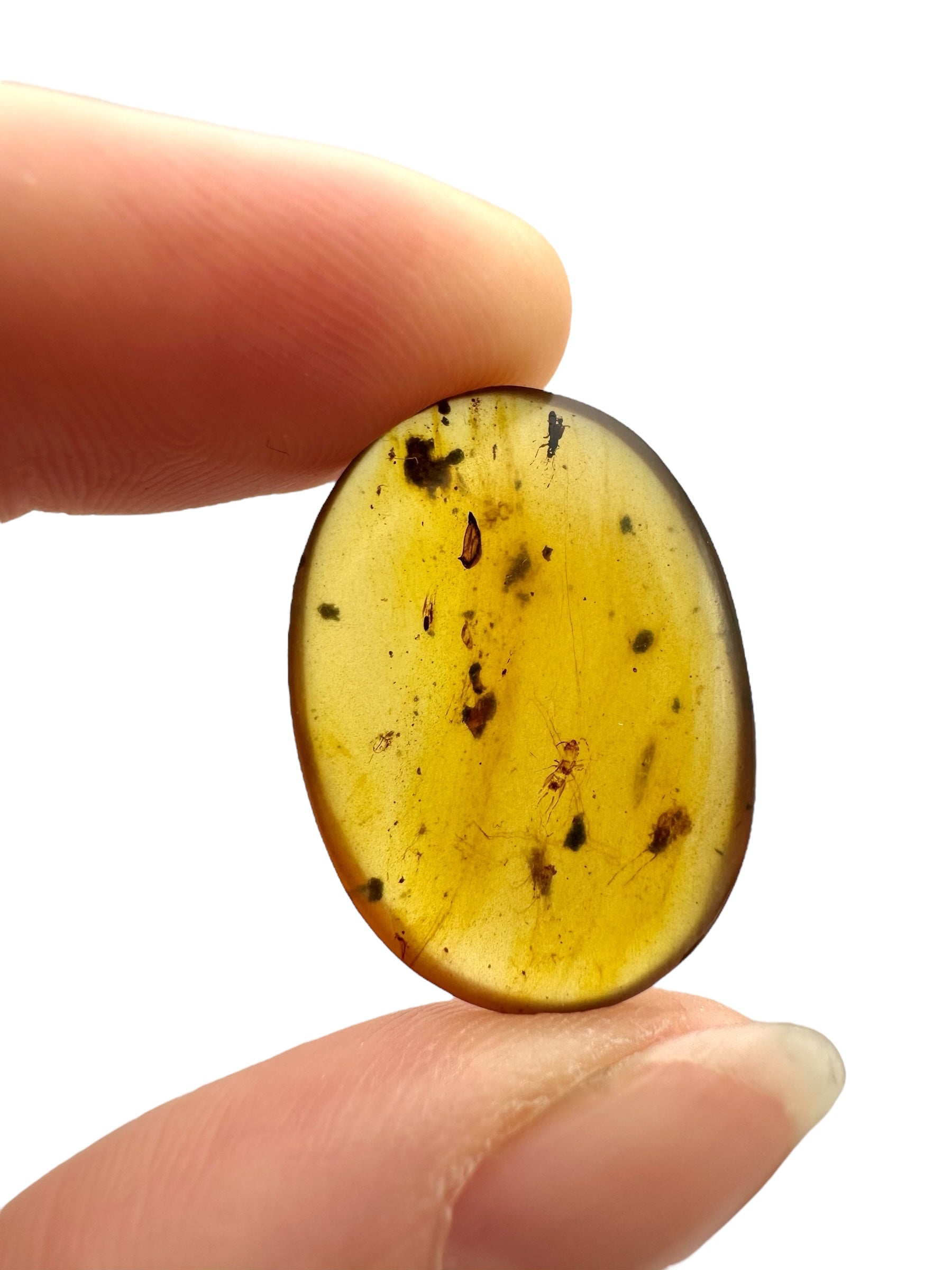 Insect in amber – Hukawng, Myanmar - IJ100
