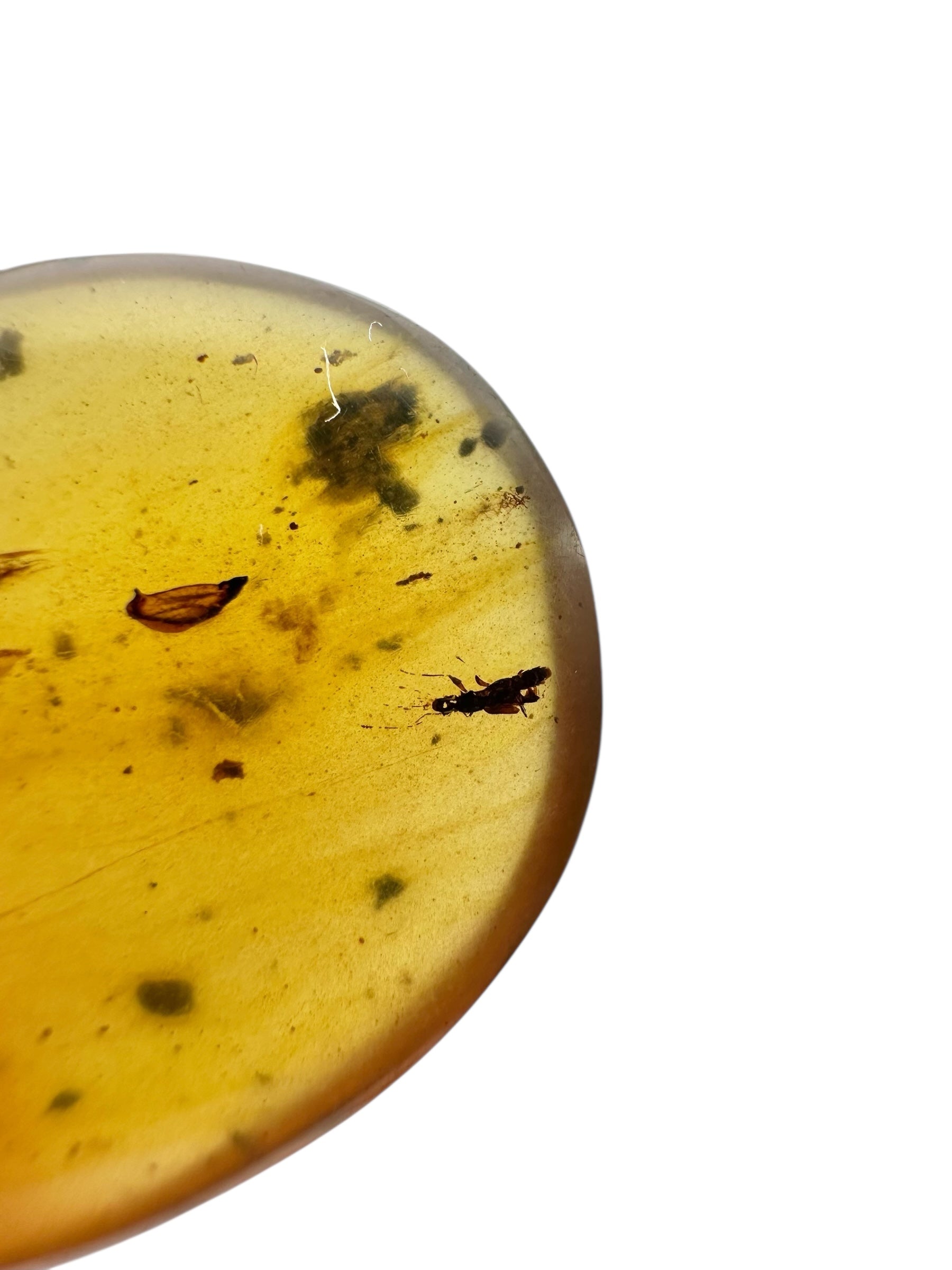 Insect in amber – Hukawng, Myanmar - IJ100