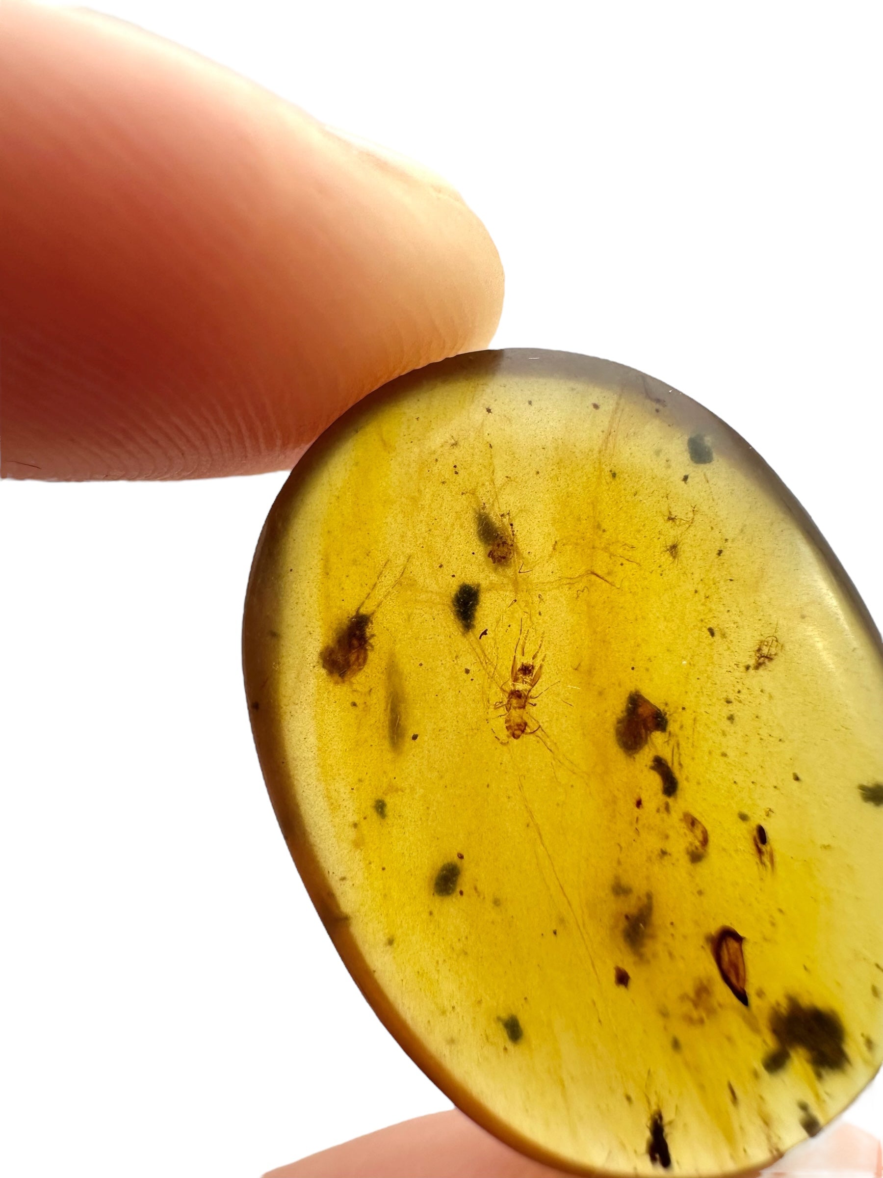 Insect in amber – Hukawng, Myanmar - IJ100