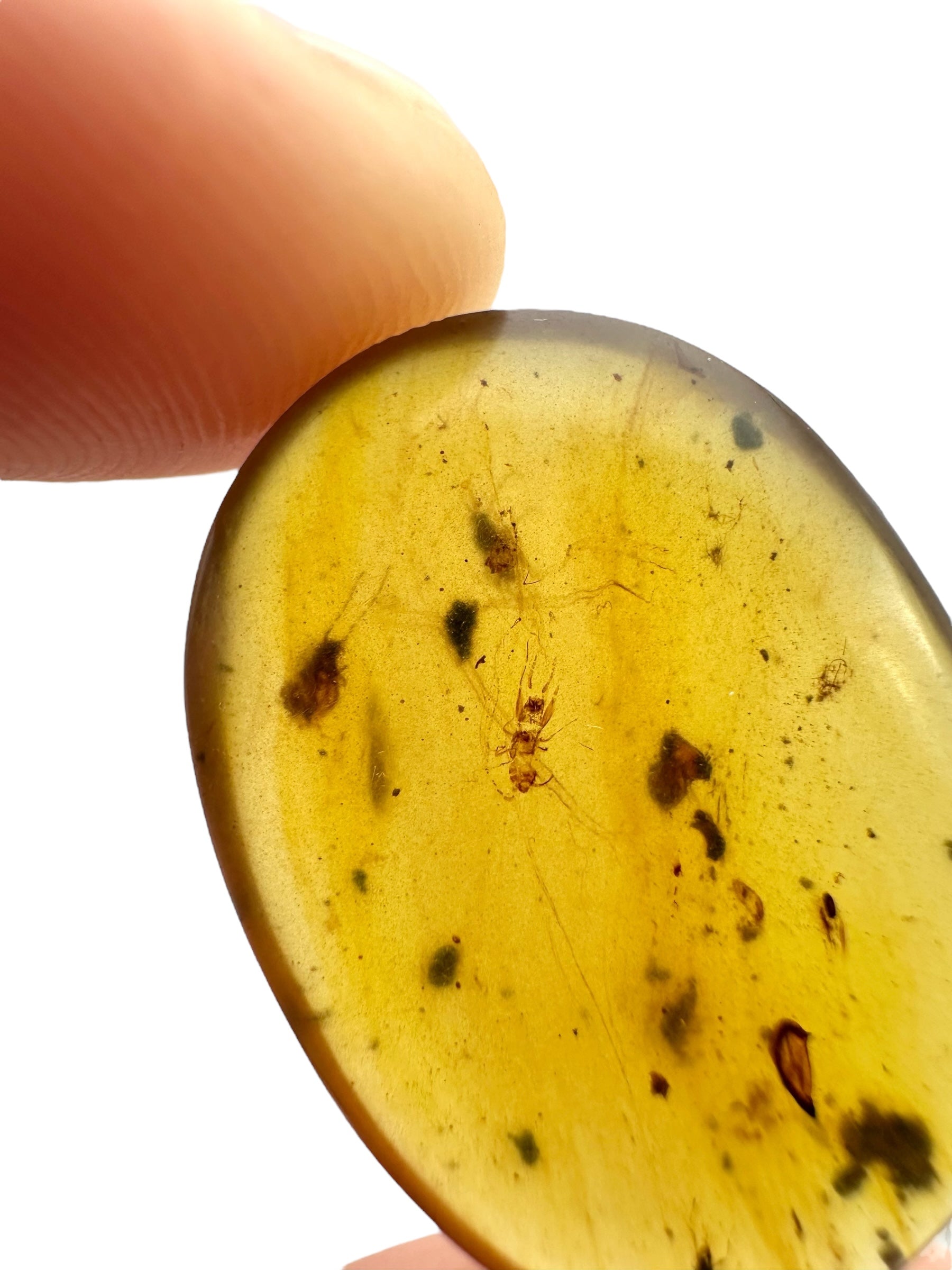Insect in amber – Hukawng, Myanmar - IJ100