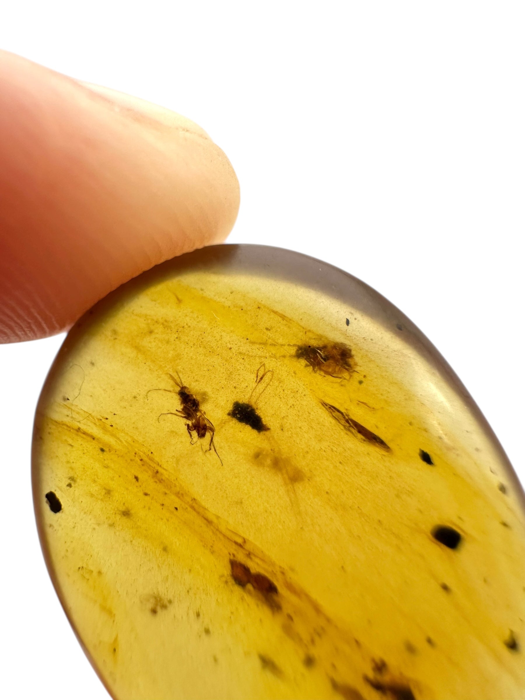 Insect in amber – Hukawng, Myanmar - IJ100