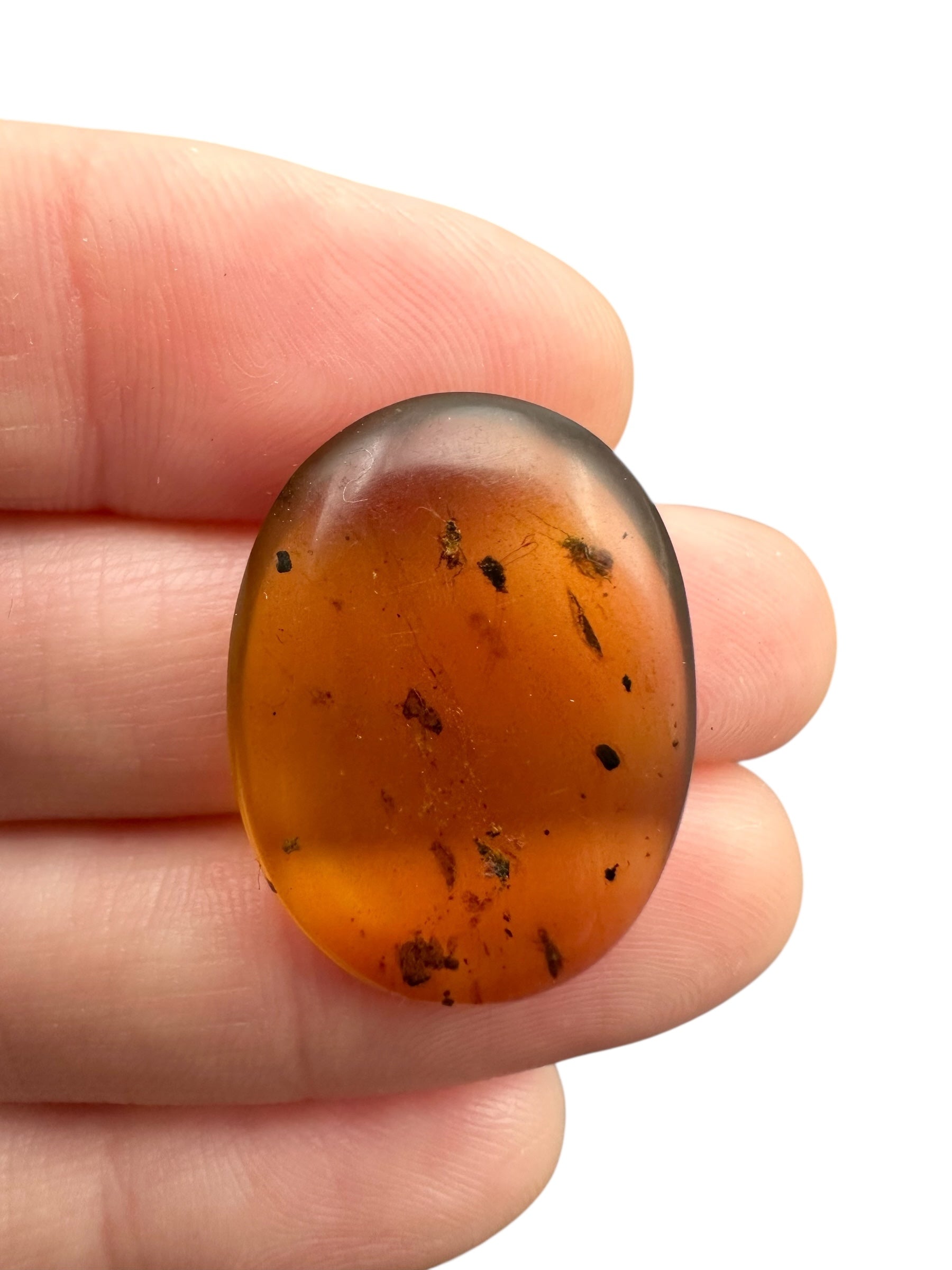 Insect in amber – Hukawng, Myanmar - IJ100