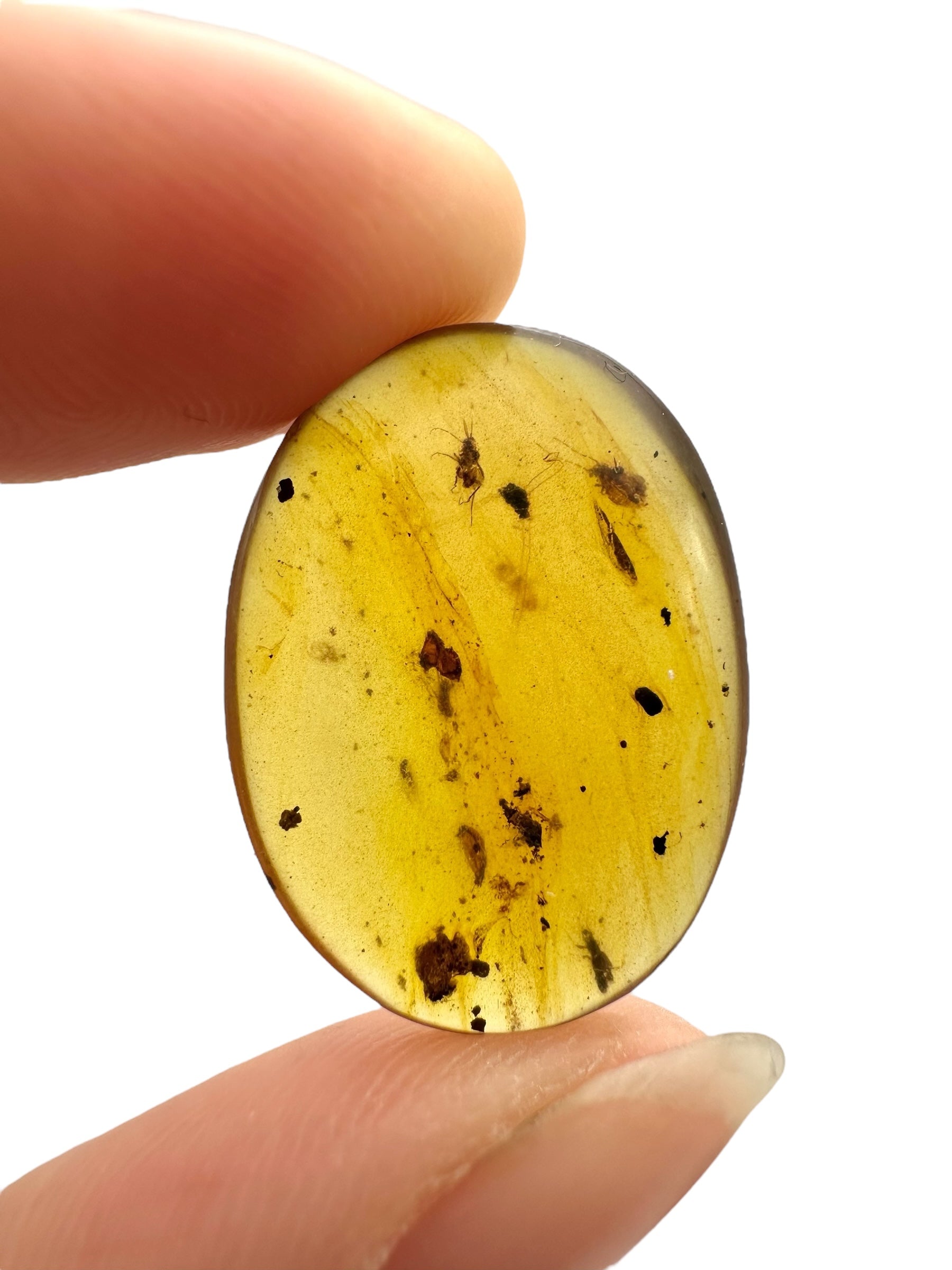 Insect in amber – Hukawng, Myanmar