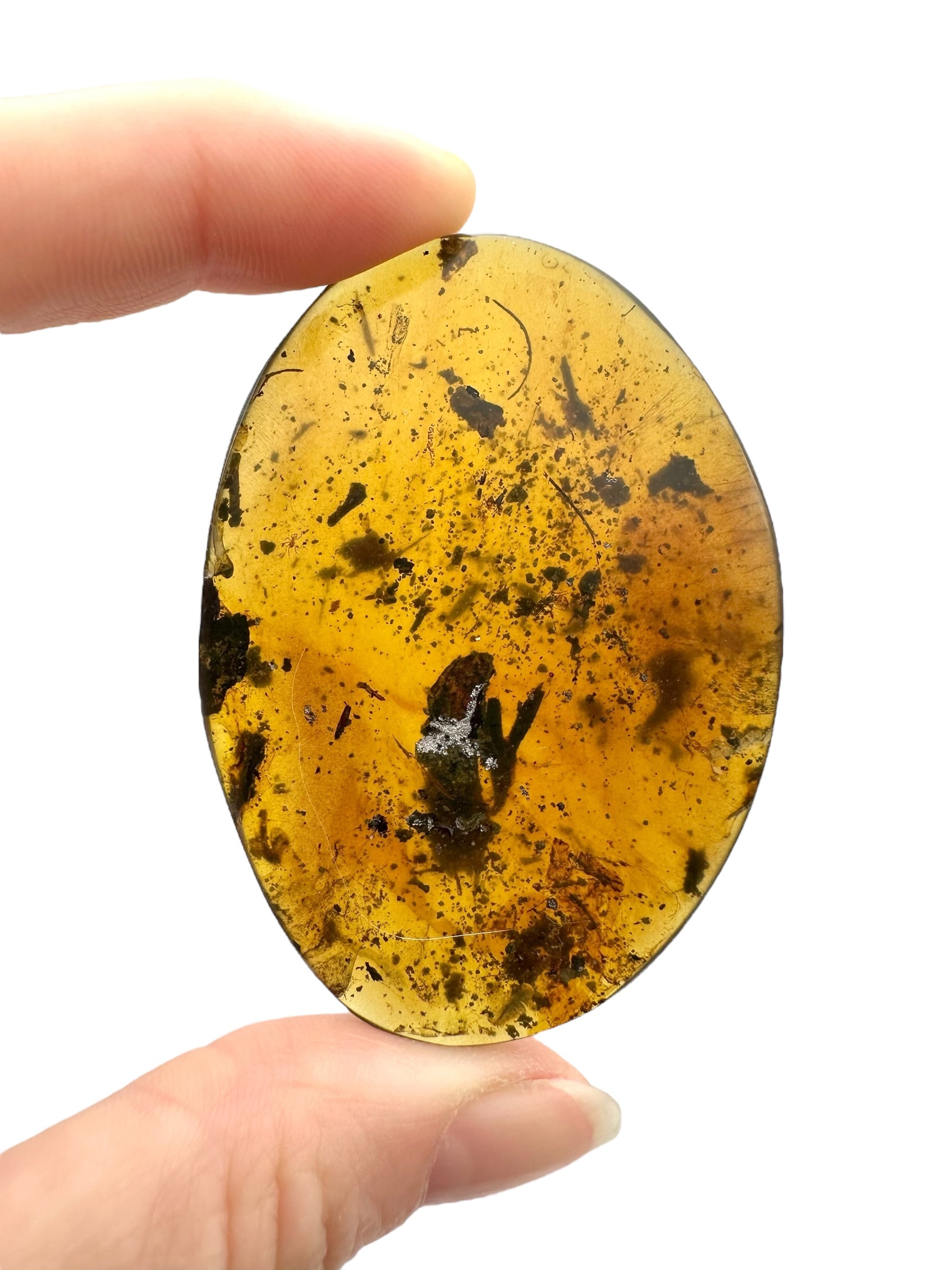 Insect in amber – Hukawng, Myanmar - IJ101
