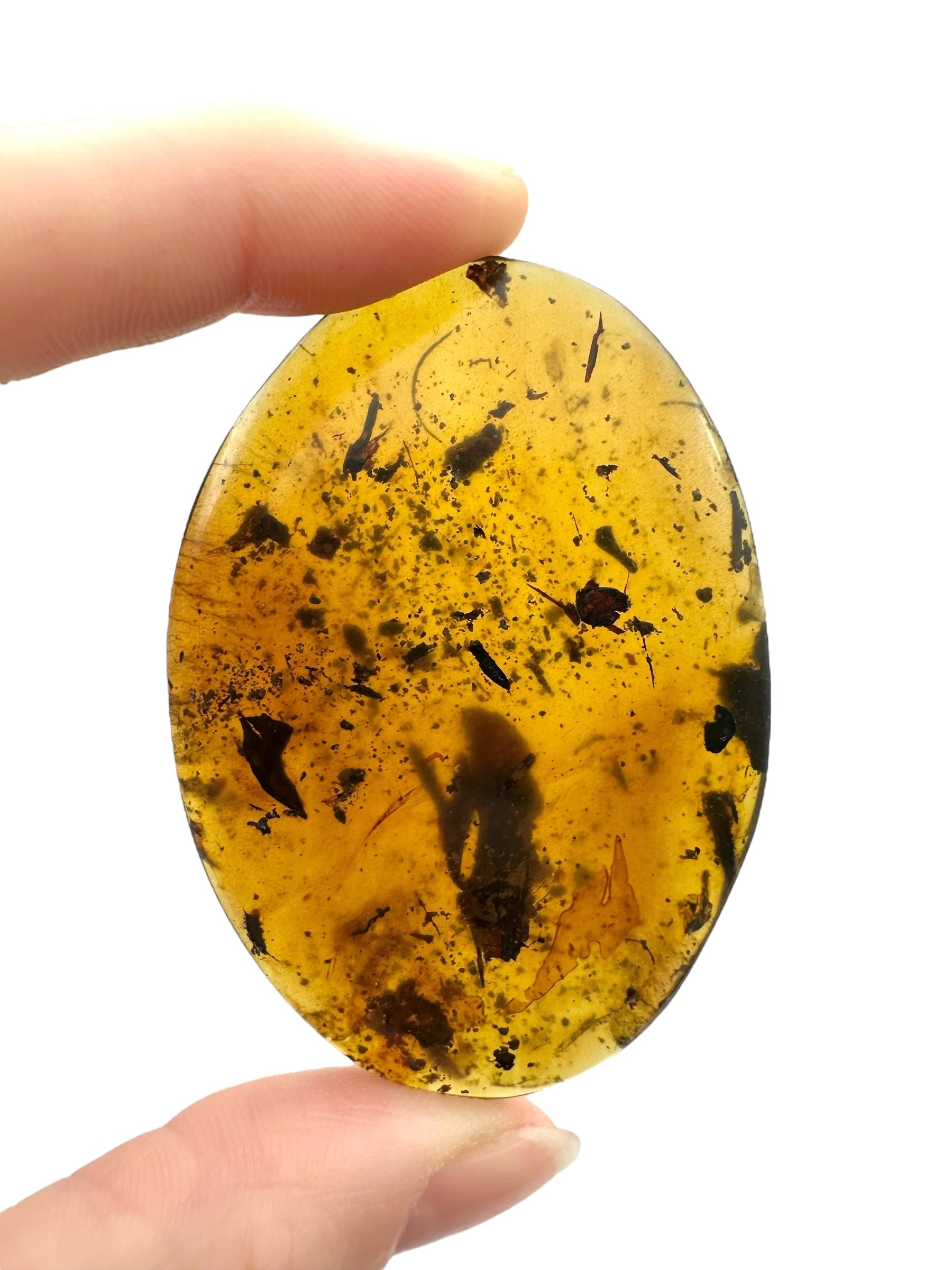 Insect in amber – Hukawng, Myanmar