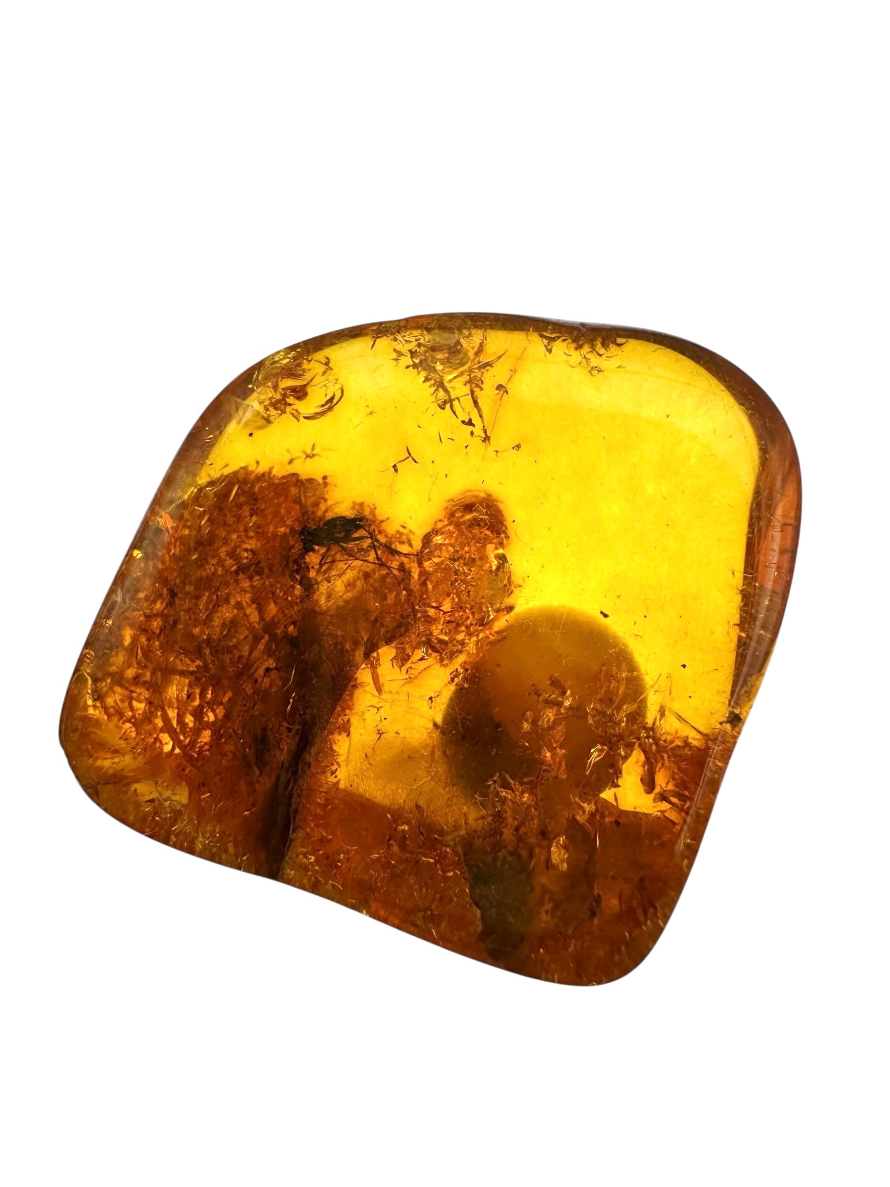 Insects in amber in a box with magnifying glass – Lithuania - IJK067