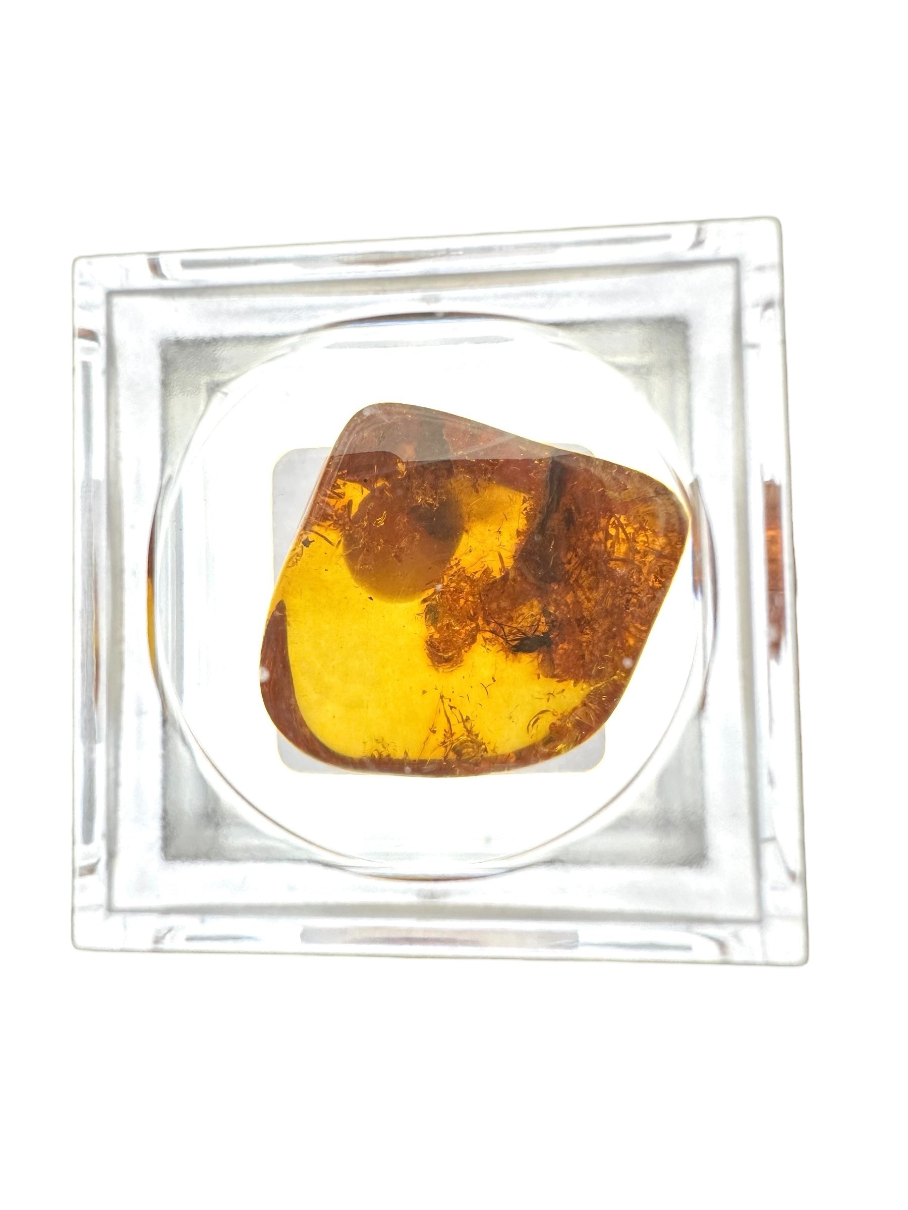 Insects in amber in a box with magnifying glass – Lithuania