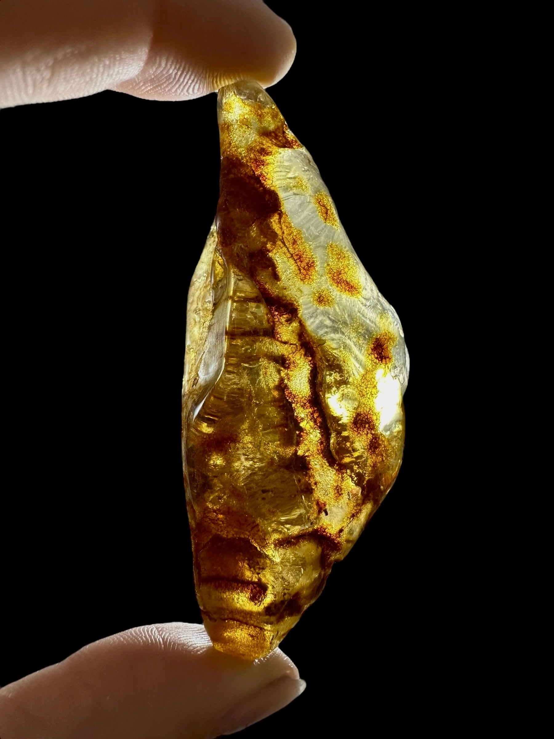 Young Amber (Copal) – Colombia - JN290