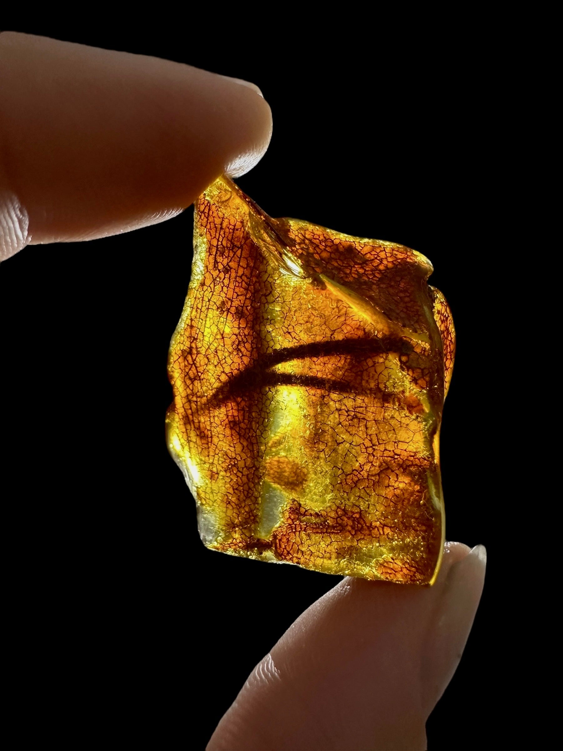 Young Amber (Copal) – Colombia - JN291