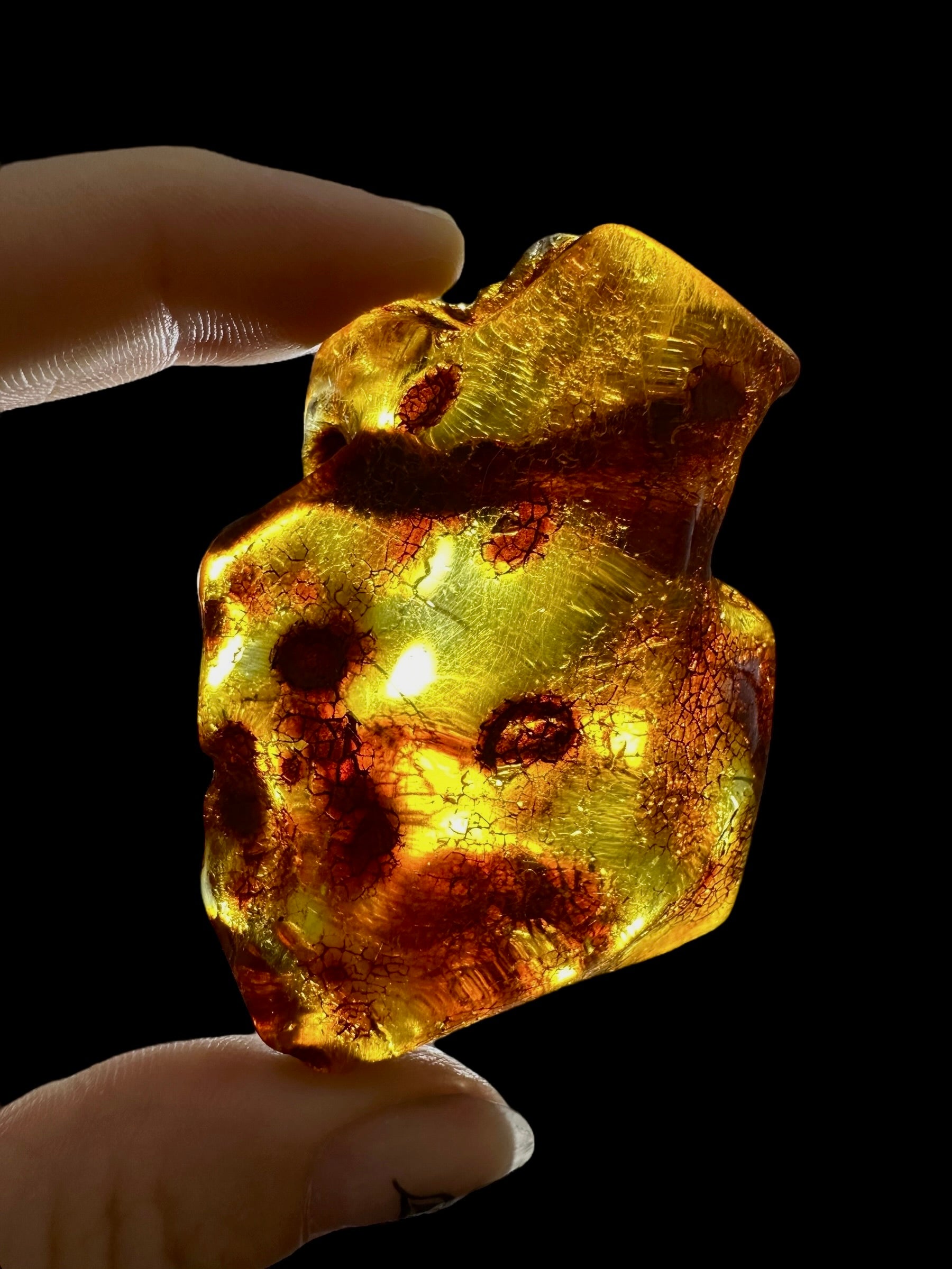Young Amber (Copal) – Colombia - JN293