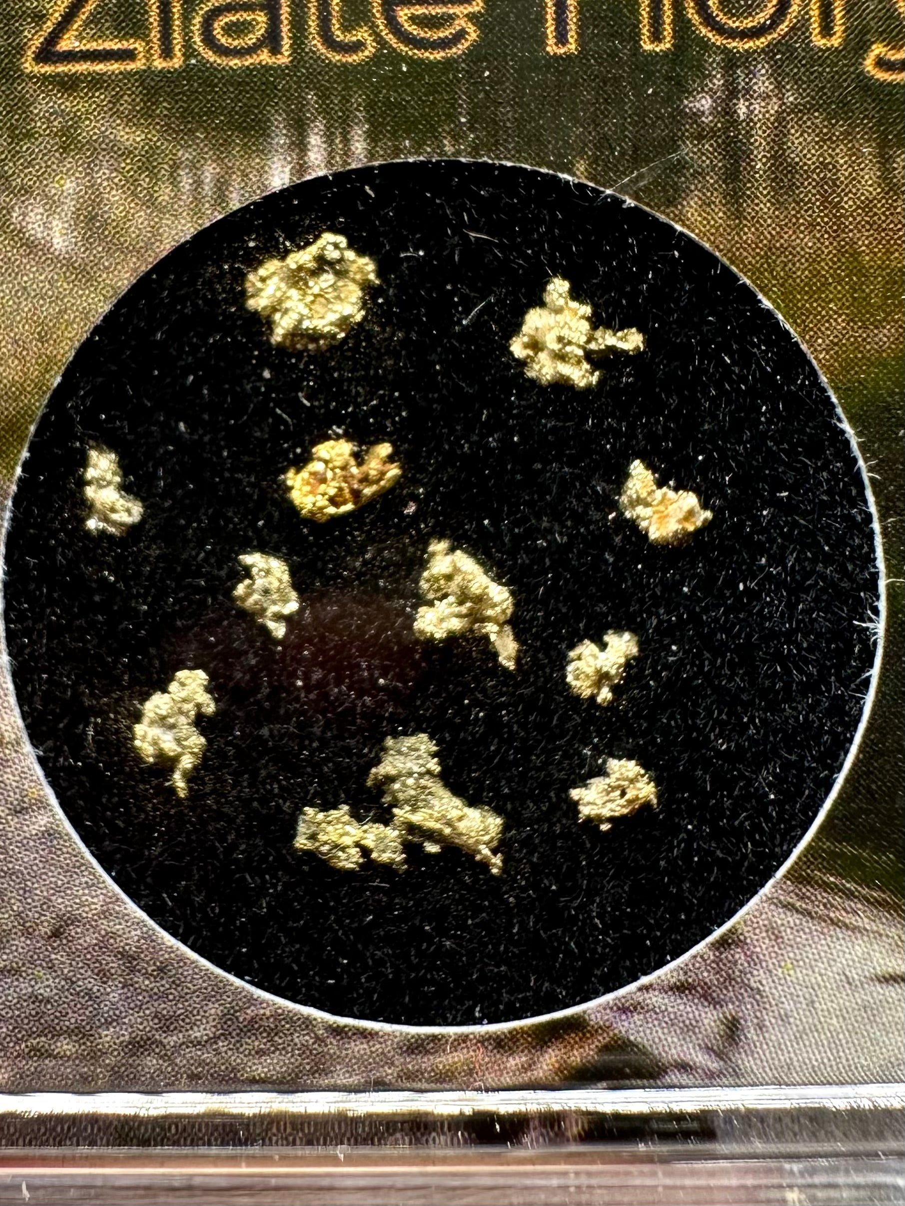 Gold on quarz in box – Zlate Hory, CZ