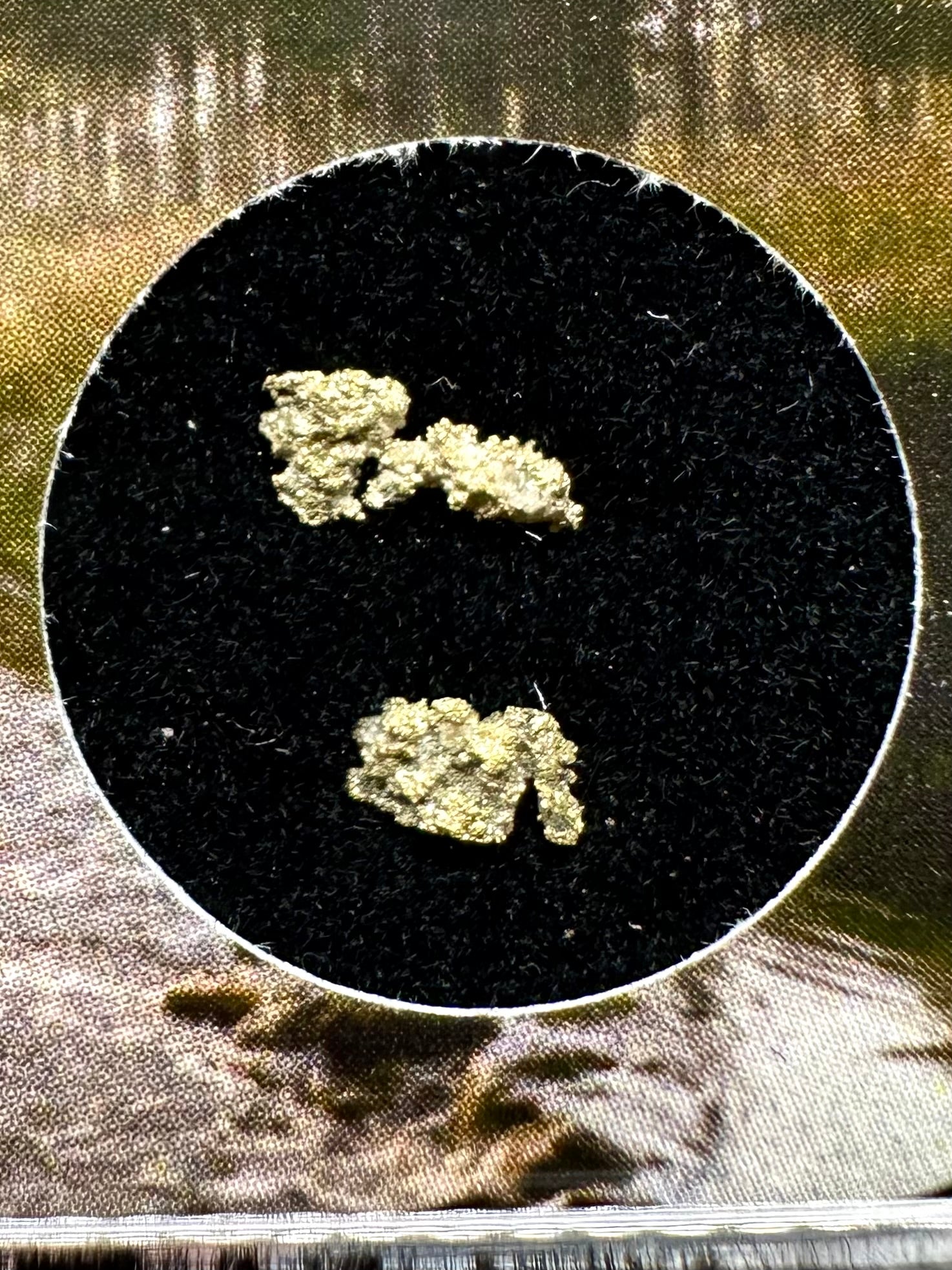 Gold on quarz in box – Zlate Hory, CZ - ZL135