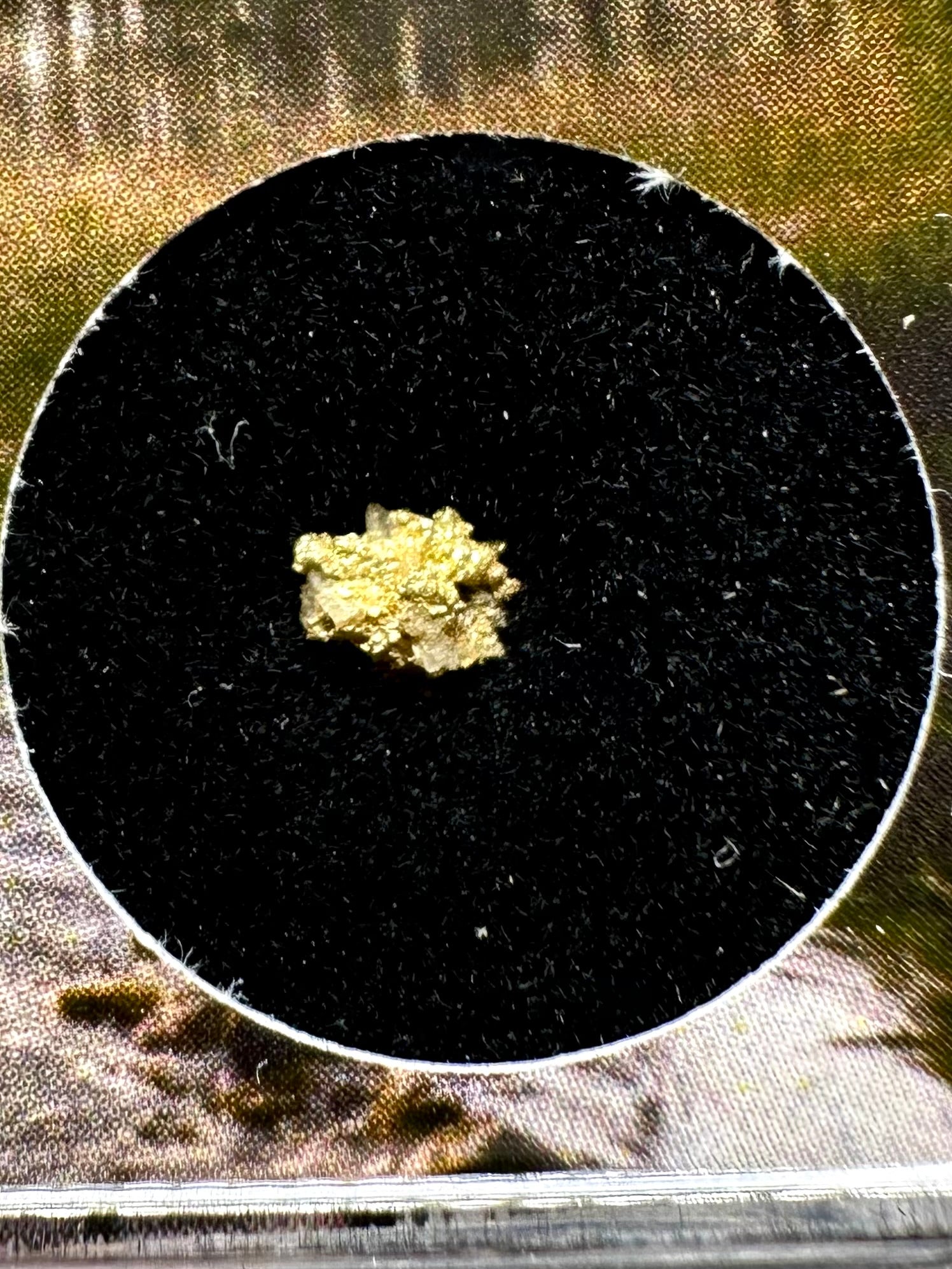 Gold on quarz in box – Zlate Hory, CZ - ZL136